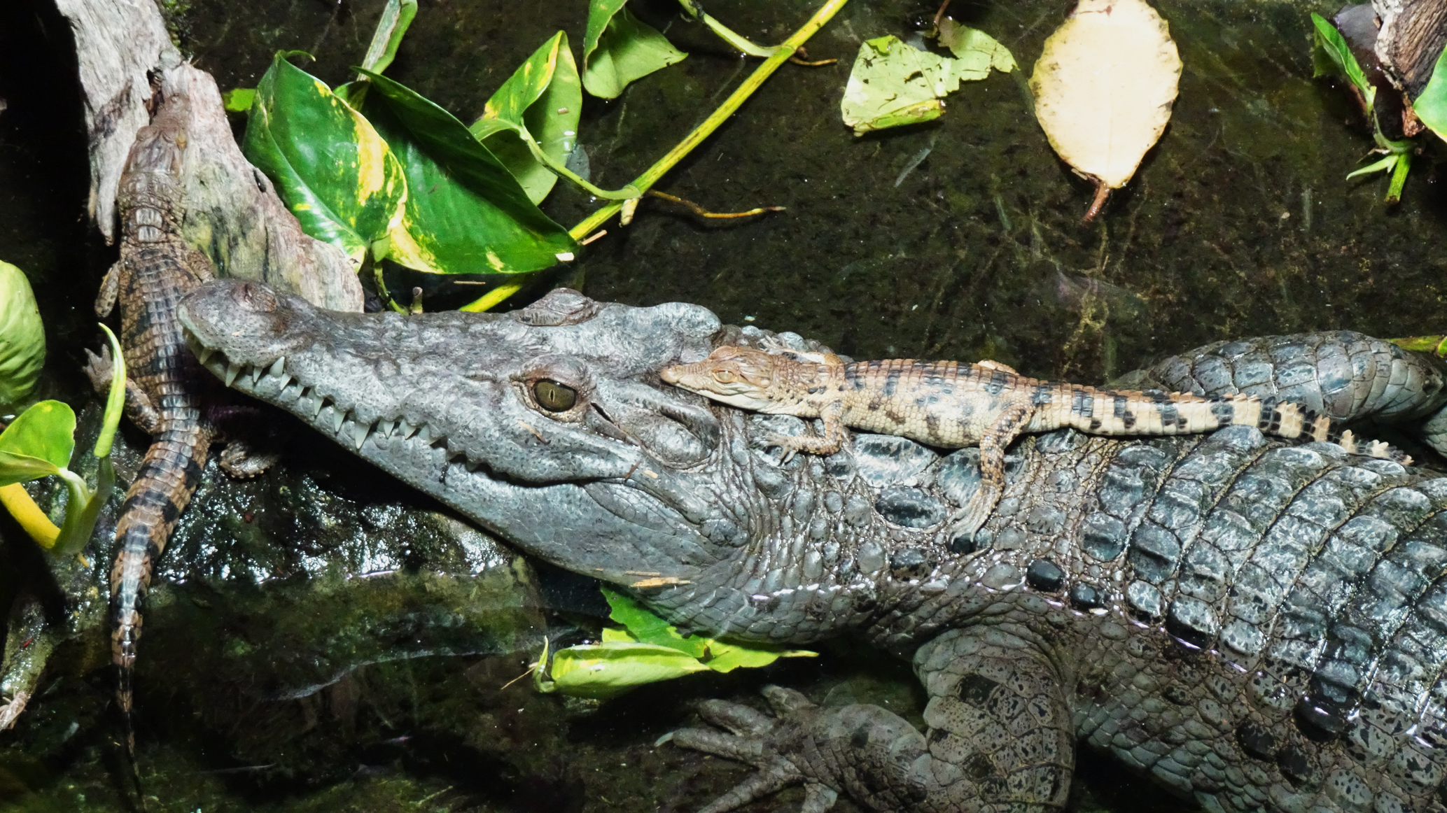 Krokodilnachwuchs im Zoo Koln 2021_T. Ziegler