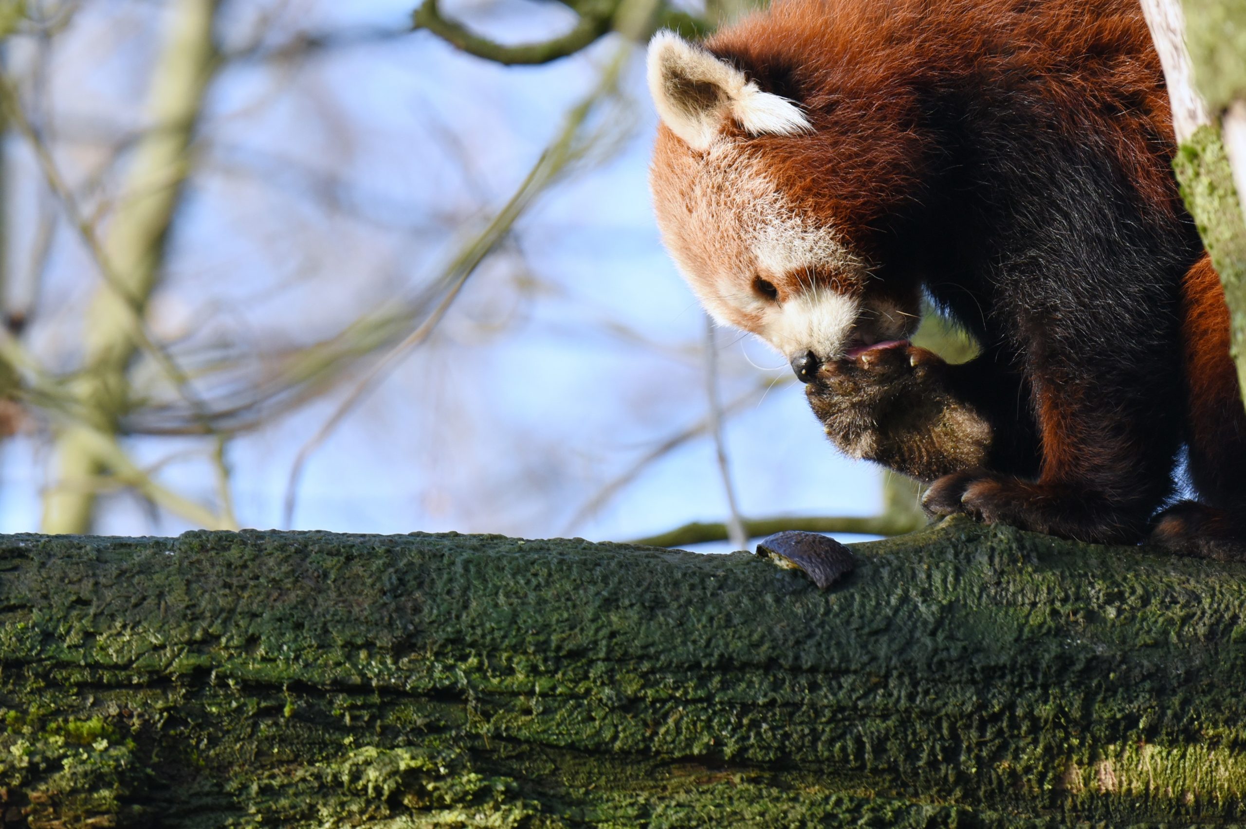 Roter Panda Spike putzt sich für das neue Weibchen