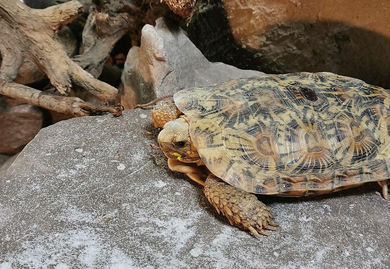 Spaltenschildkröte im Tiergarten Kleve (1)-quer