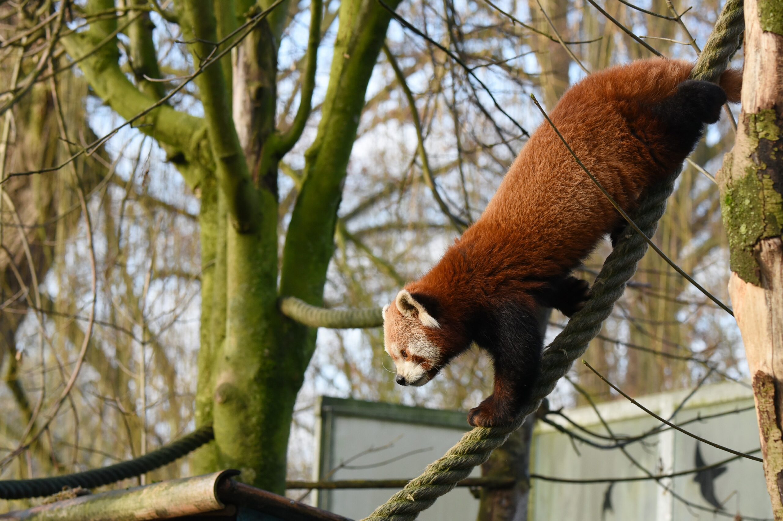 Tiergarten Kleve unterschützt Artenschutzprojekt für den Roten Panda (1)