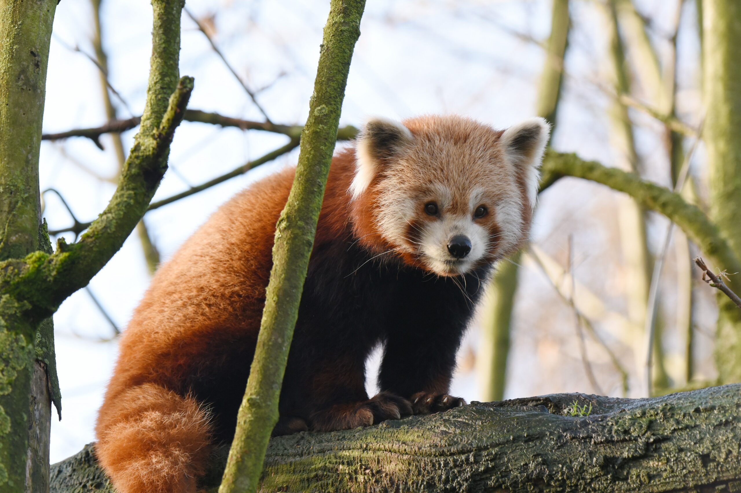 Tiergarten Kleve unterschützt Artenschutzprojekt für den Roten Panda (3)