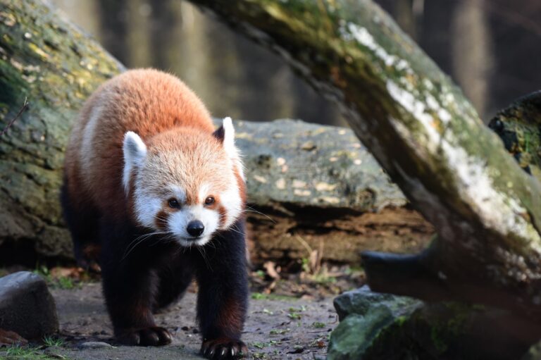 Tiergarten Kleve unterstützt Artenschutzprojekt für den Roten Panda