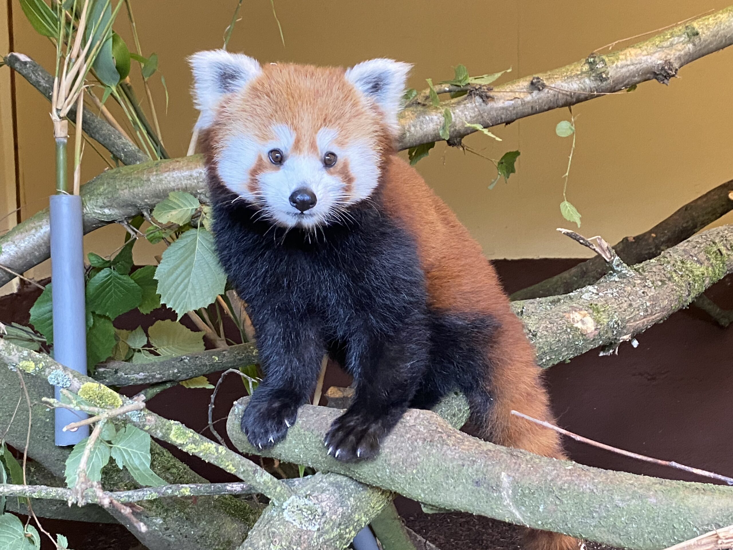Das neue Rote Panda Weibchen Kamala im Tiergarten Kleve (5)