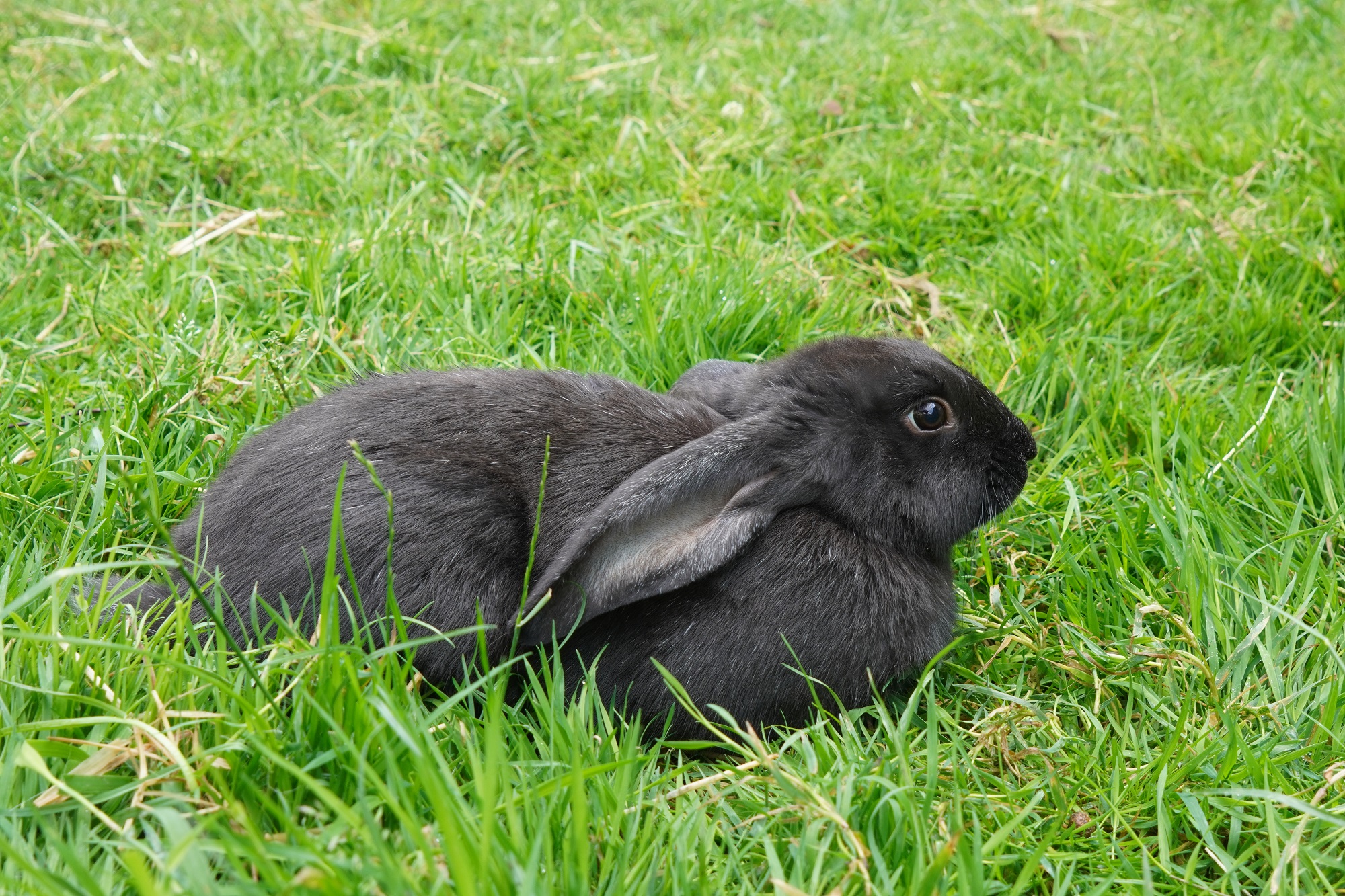 Meißner Widder als stark gefährdete Kaninchenrasse neu im Tiergarten Kleve (1)