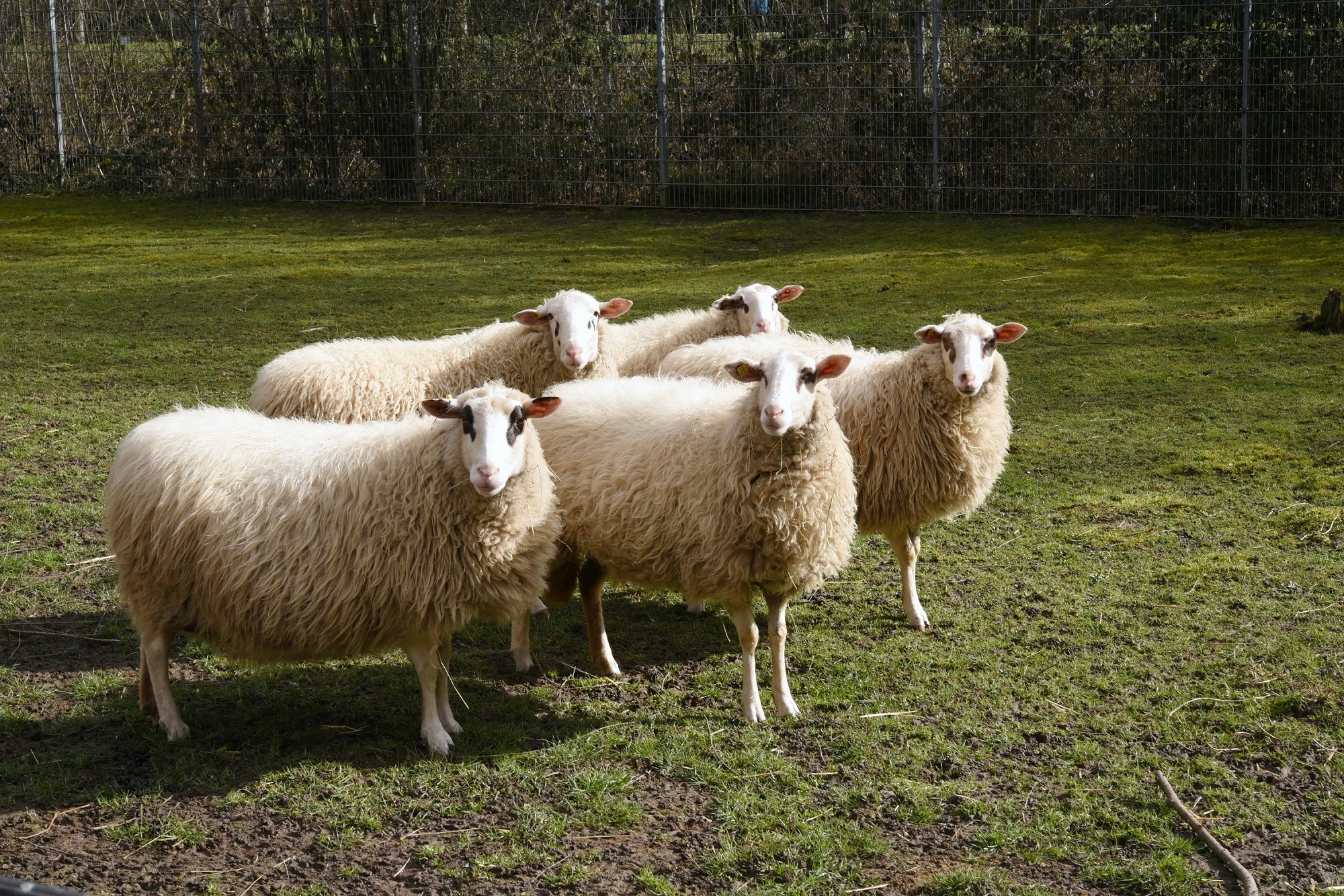 Über 8% aller Schafböcke interessieren sich ausschließlich für das gleiche Geschlecht