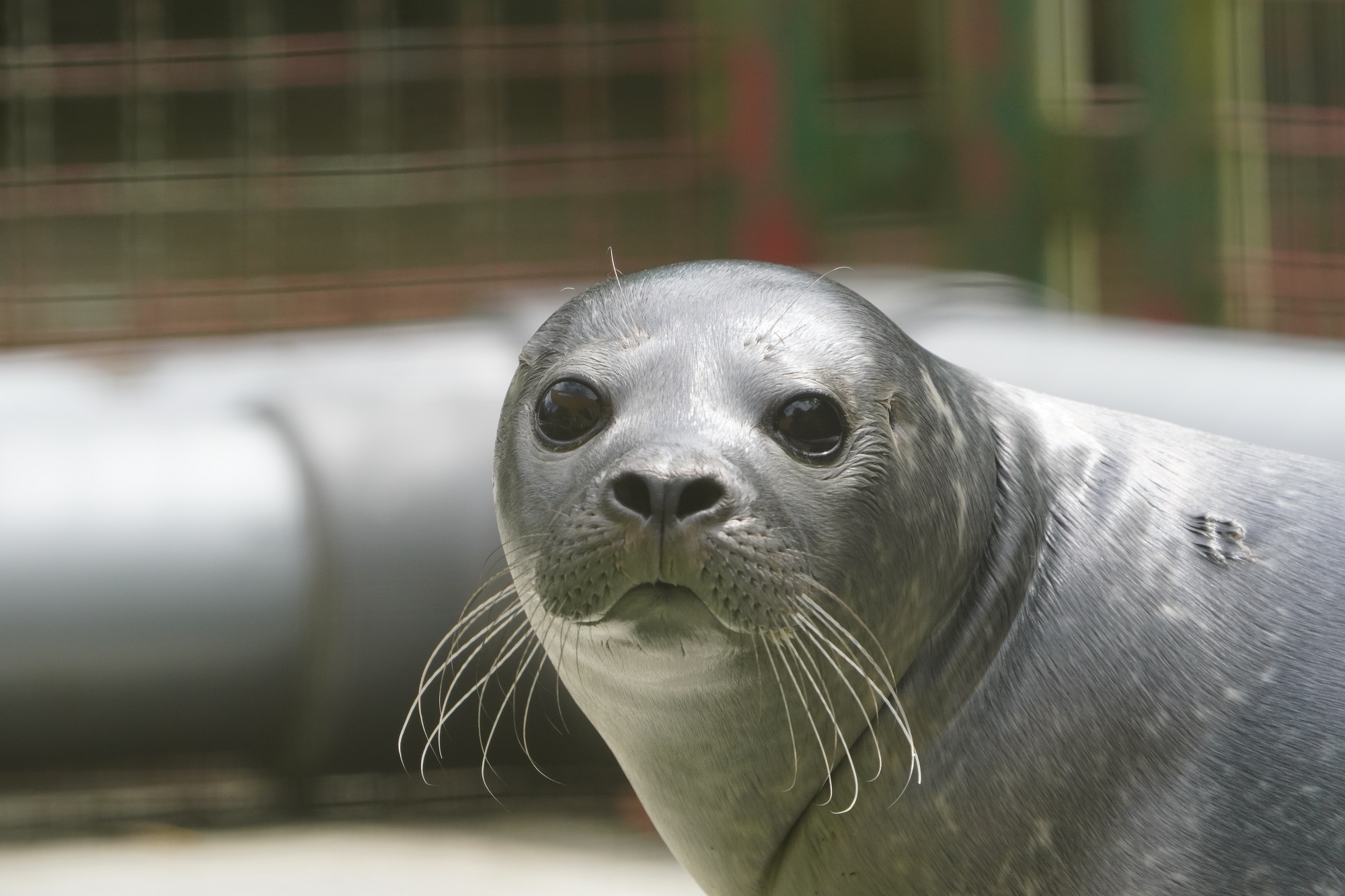 Der Seehundnachwuchs im Tiergarten Kleve ist ab sofort für die Besucher zu sehen (1)