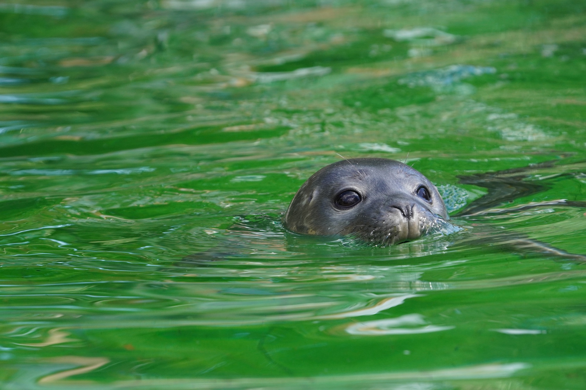 Der Seehundnachwuchs im Tiergarten Kleve ist ab sofort für die Besucher zu sehen (2)