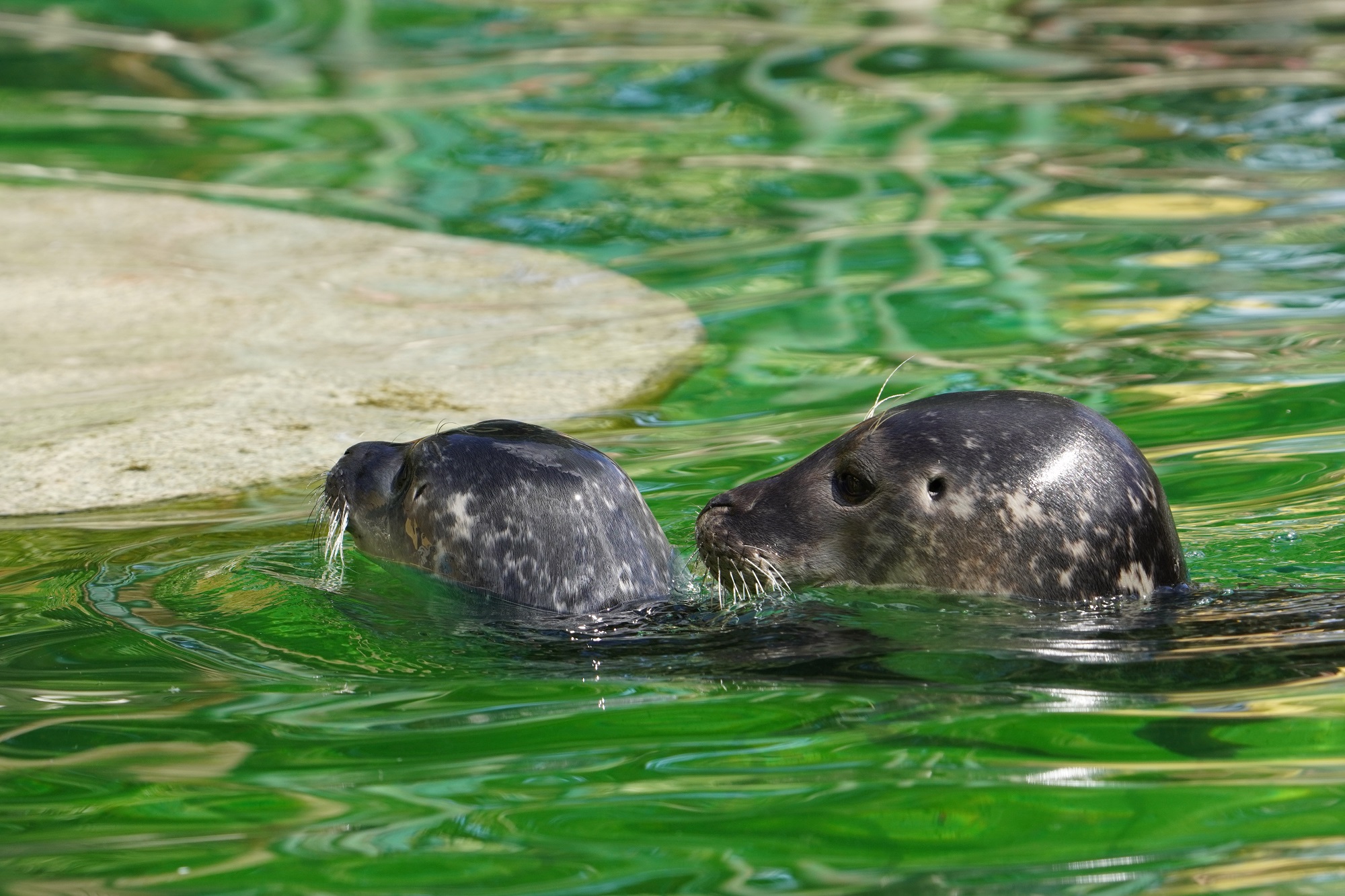 Der Seehundnachwuchs im Tiergarten Kleve ist ab sofort für die Besucher zu sehen (3)