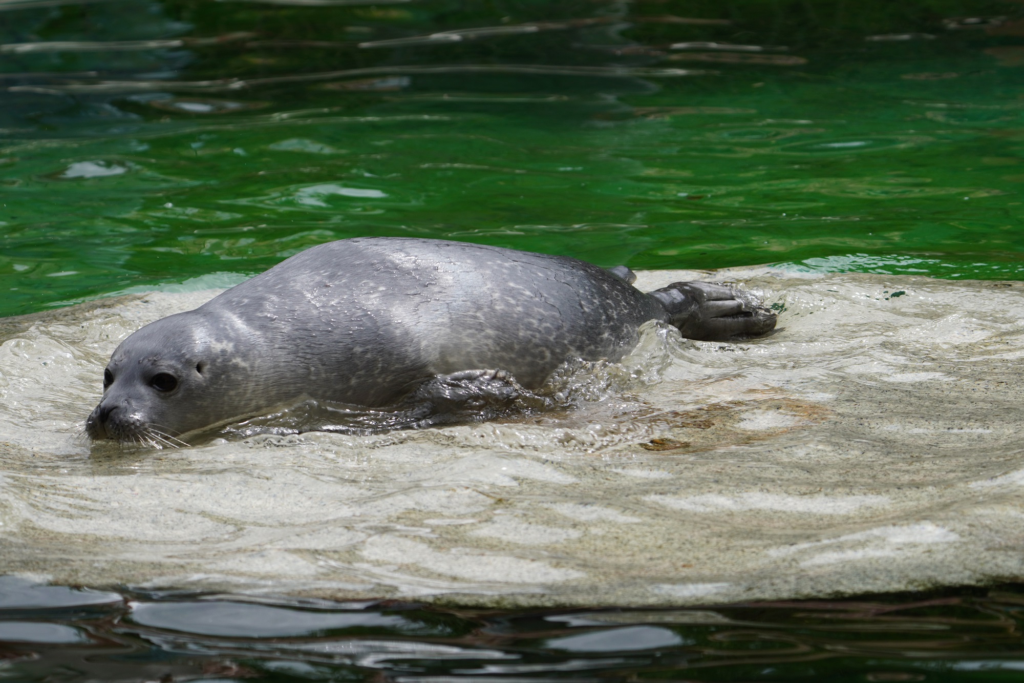 Der Seehundnachwuchs im Tiergarten Kleve ist ab sofort für die Besucher zu sehen (4)