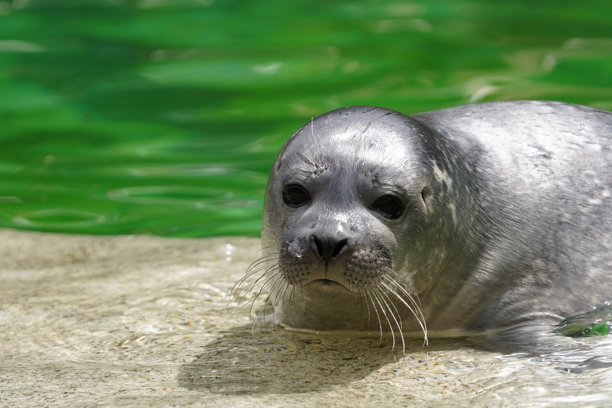Der Seehundnachwuchs im Tiergarten Kleve ist ab sofort für die Besucher zu sehen (5)