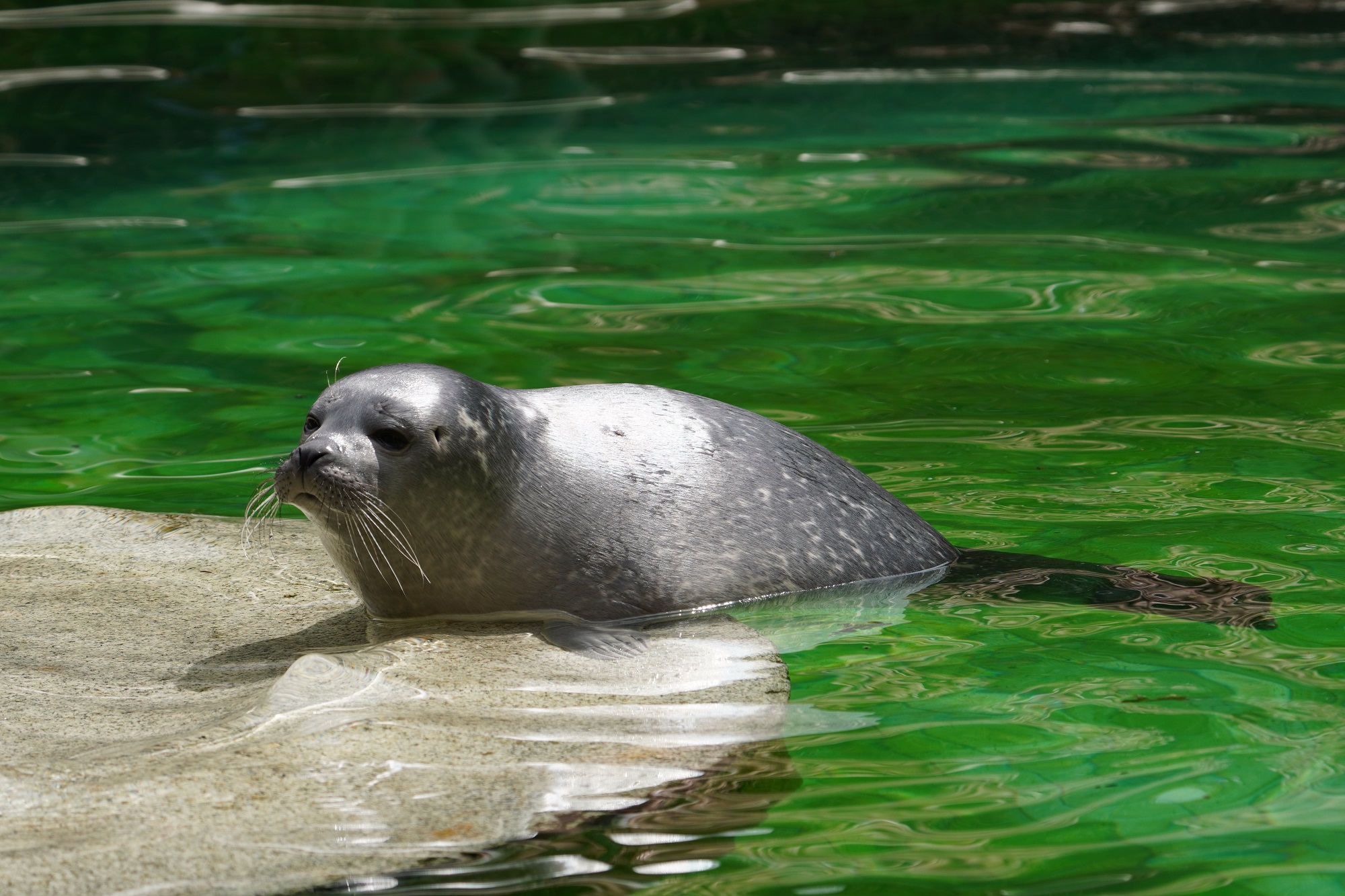 Der Seehundnachwuchs im Tiergarten Kleve ist ab sofort für die Besucher zu sehen (6)