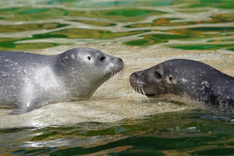 Seehundnachwuchs ab sofort für Tiergartenbesucher zu sehen
