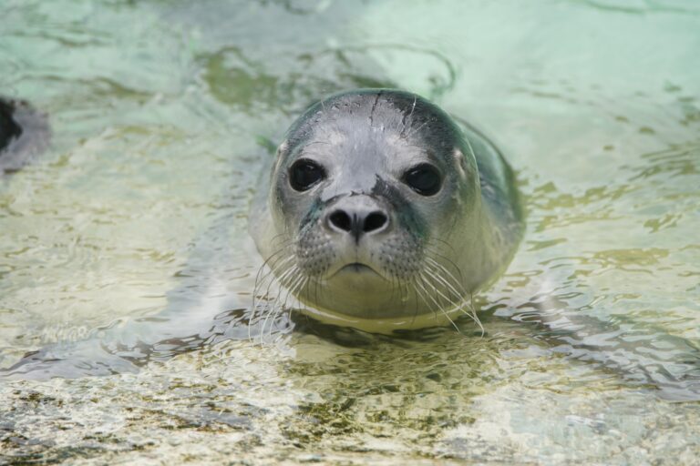 Tiergarten lädt zu Benefizkonzert für die neue Seehundanlage ein