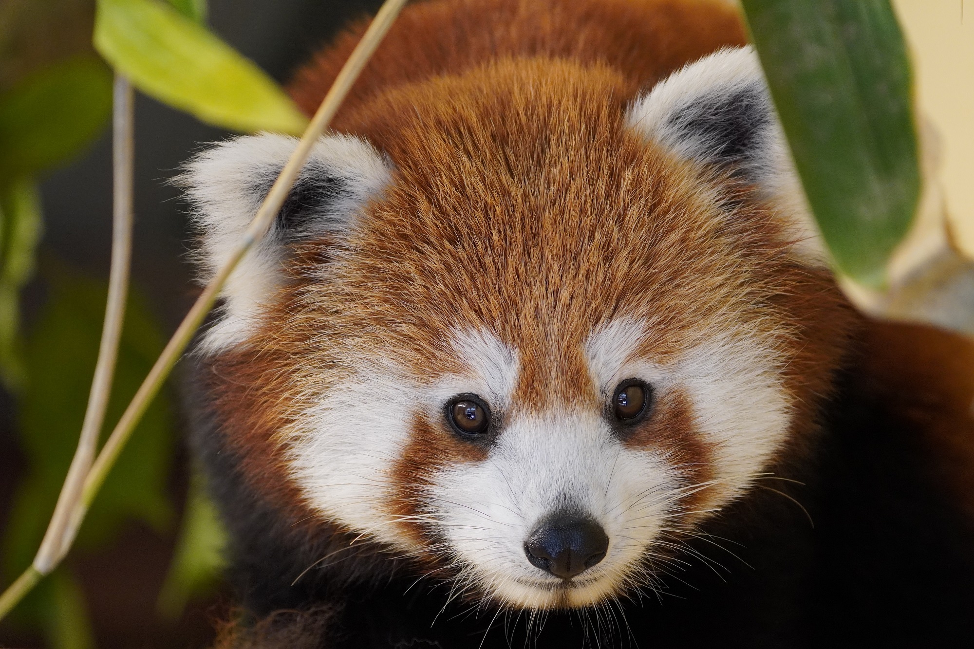 Über das vom Tiergarten Kleve unterstützte Artenschutzprojekt beim Roten Panda wird am Artenschutztag berichtet