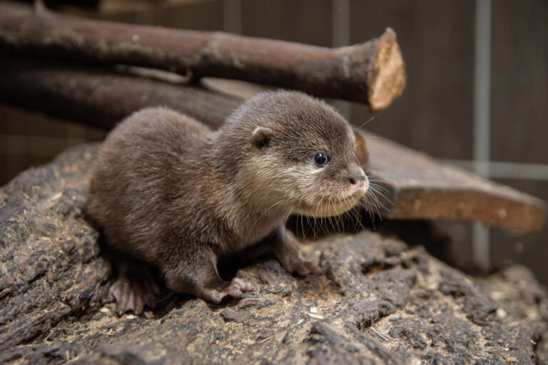 Ein kleiner Otter mit großen Kulleraugen