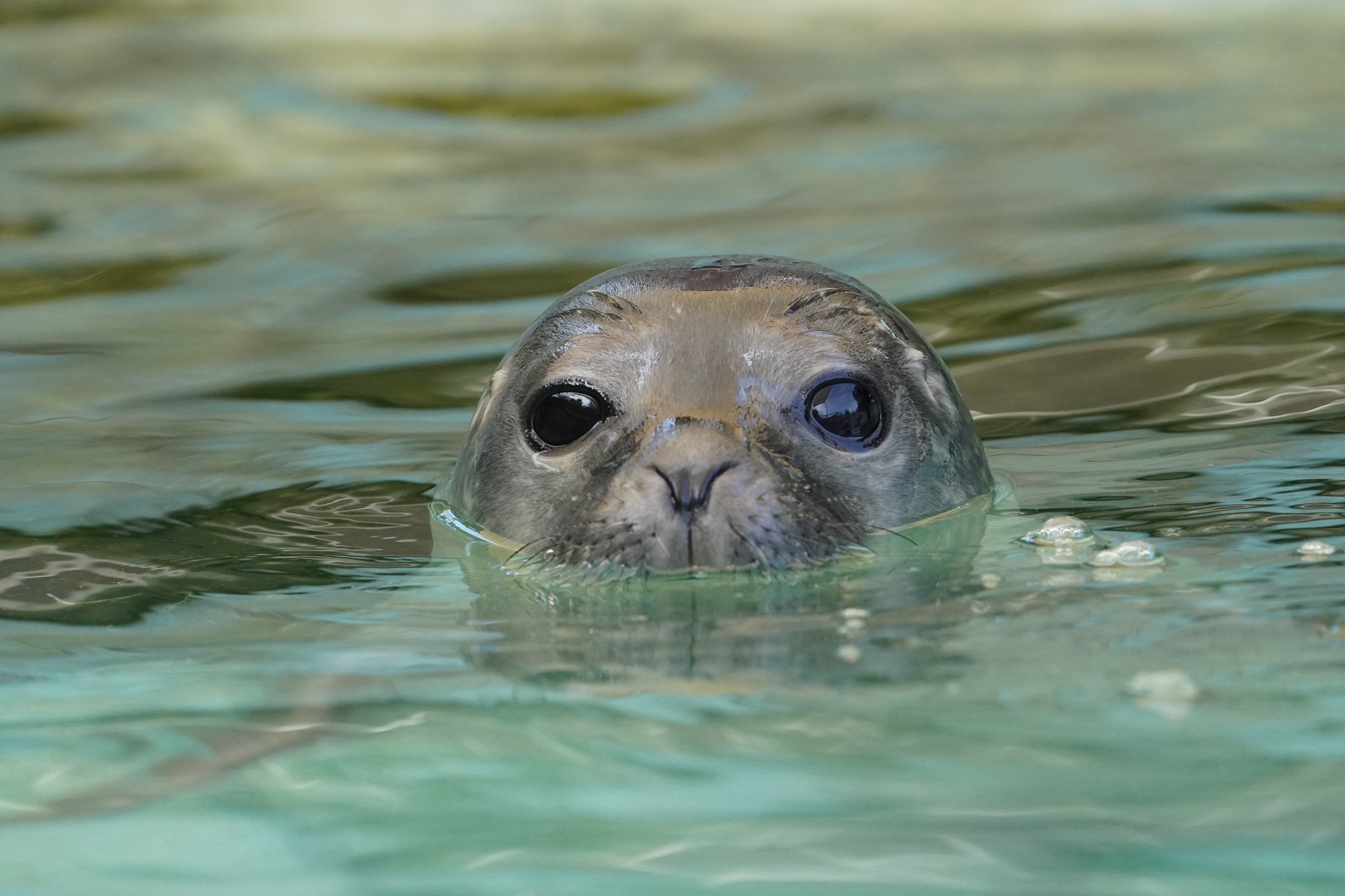 Um Spenden für die neue Robbenanlage zu sammeln, lädt der Tiergarten am 8. Oktober zum Benefizkonzert in die Stadthalle ein; Foto Tiergarten