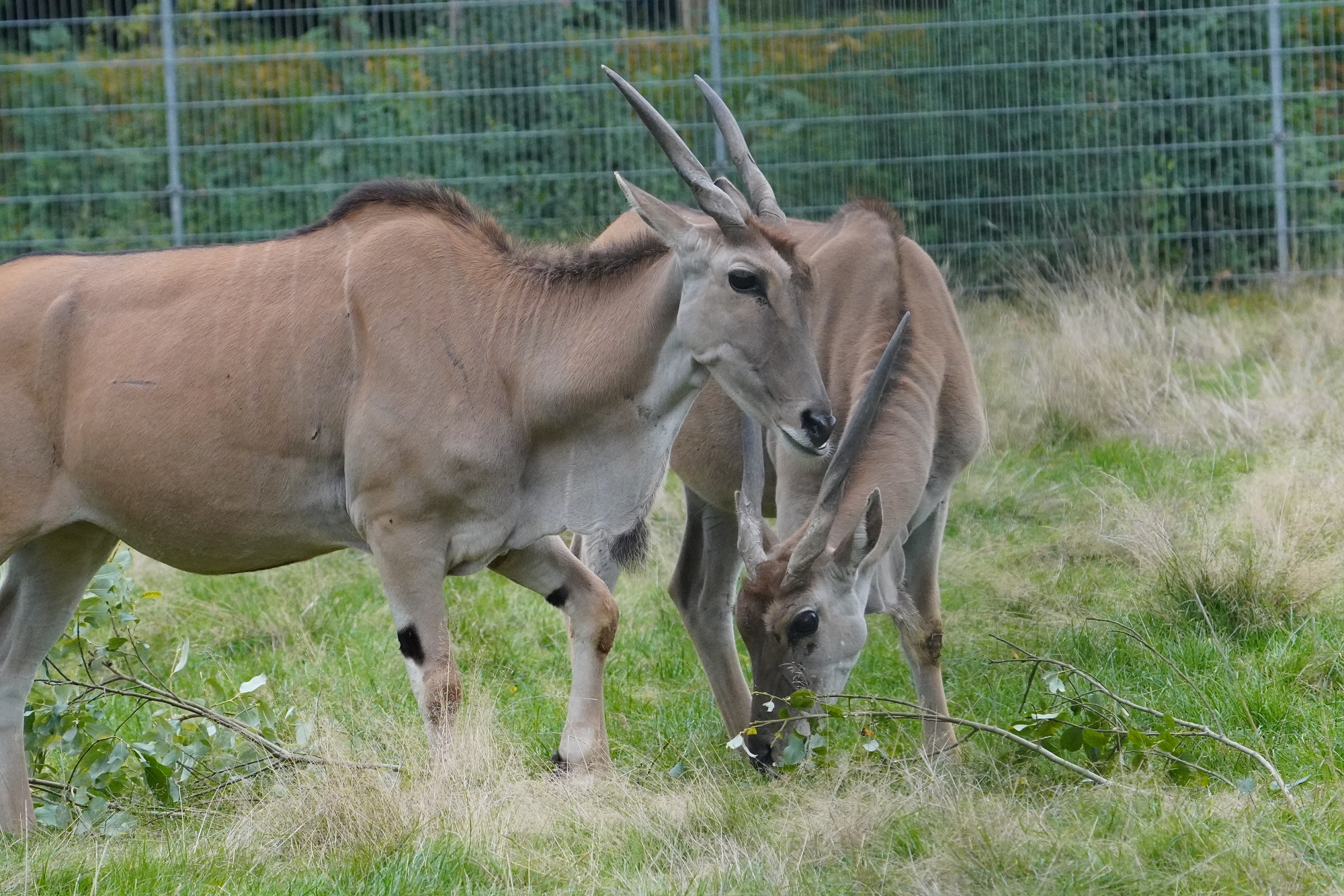 Ab sofort sind Elenantilopen neu im Tiergarten Kleve zu erleben (2)