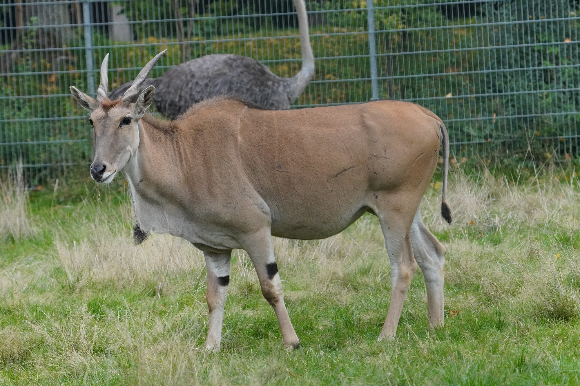 Ab sofort sind Elenantilopen neu im Tiergarten Kleve zu erleben (4)
