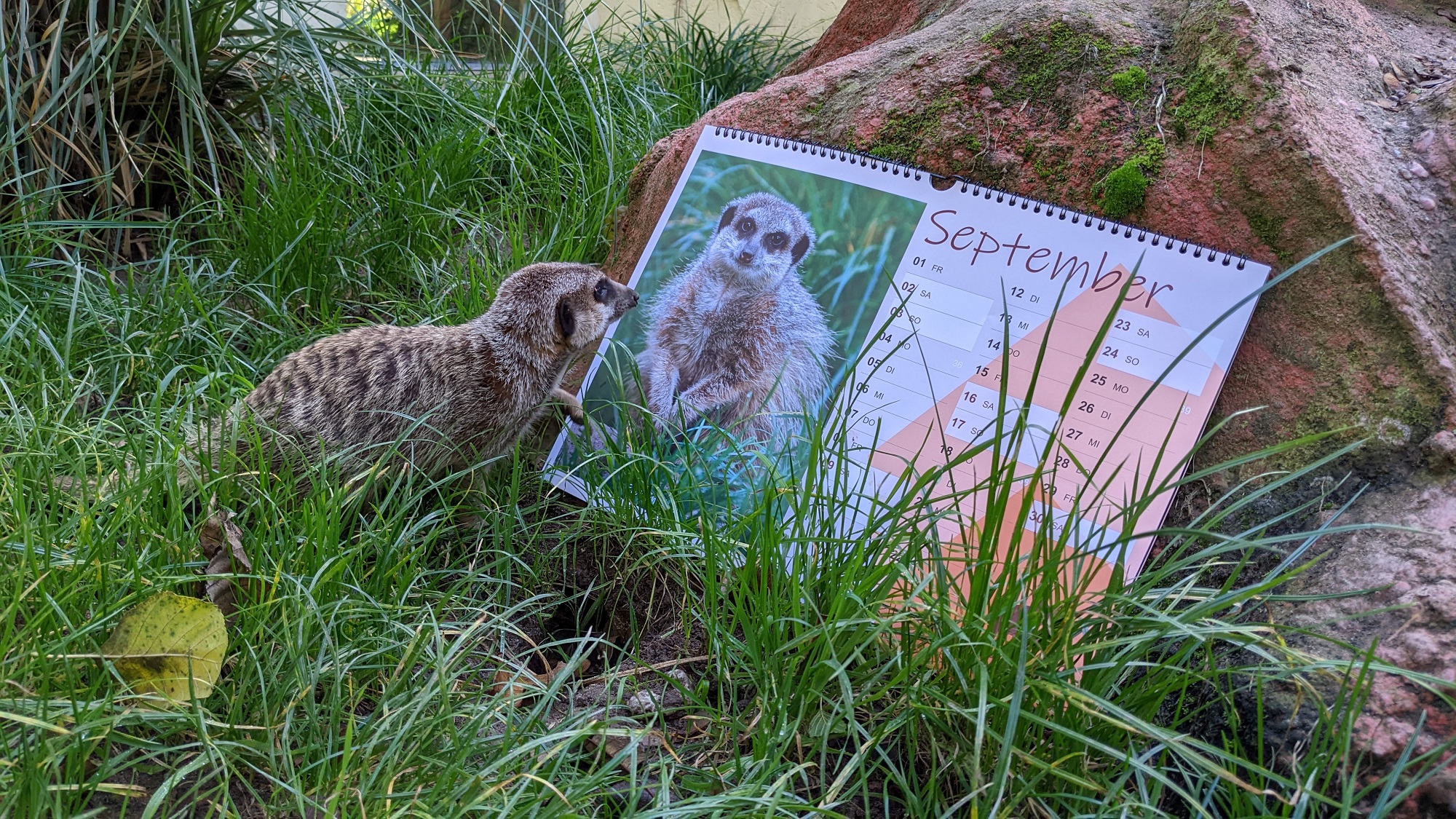 Der neue Kalender aus dem Tiergarten Kleve ist da (2)