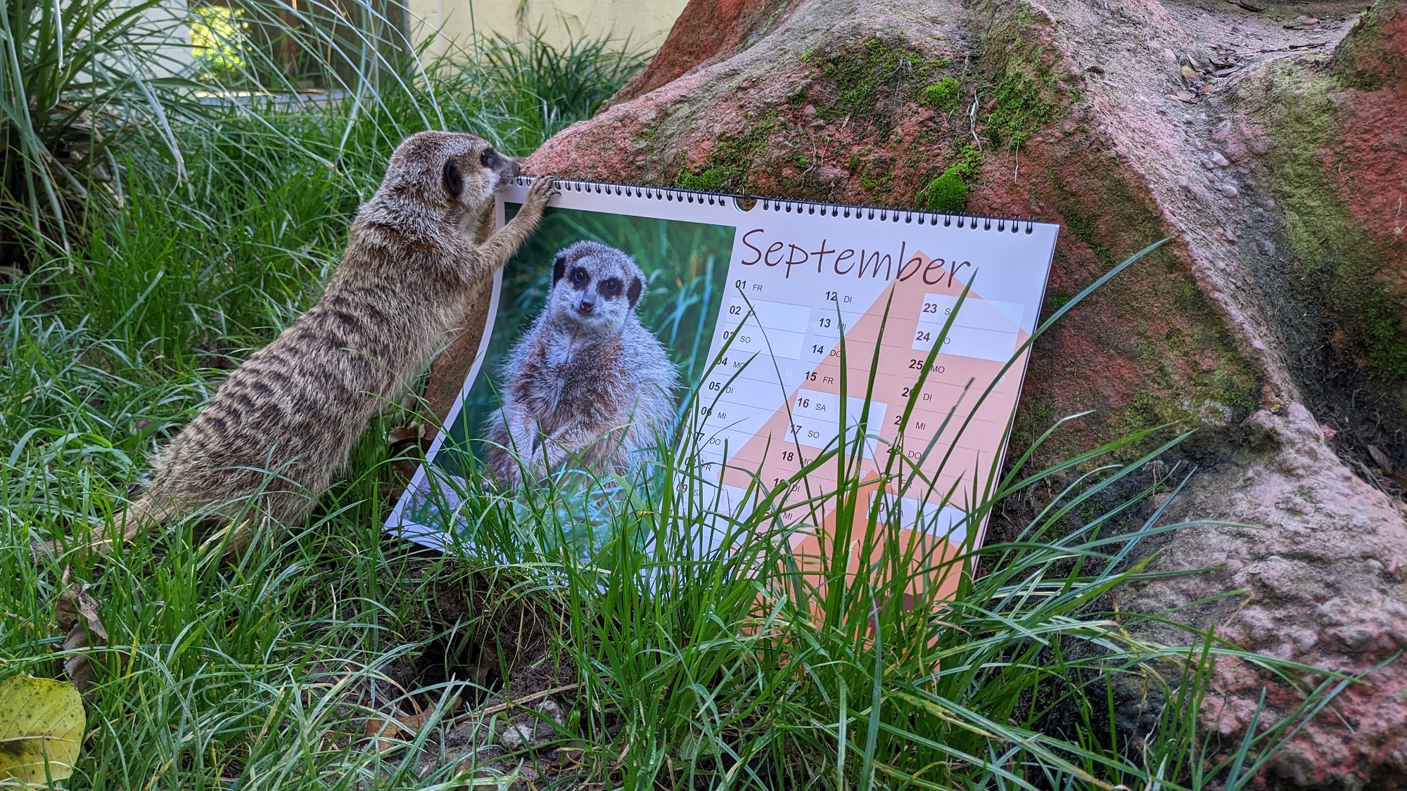 Der neue Kalender aus dem Tiergarten Kleve ist da (3)