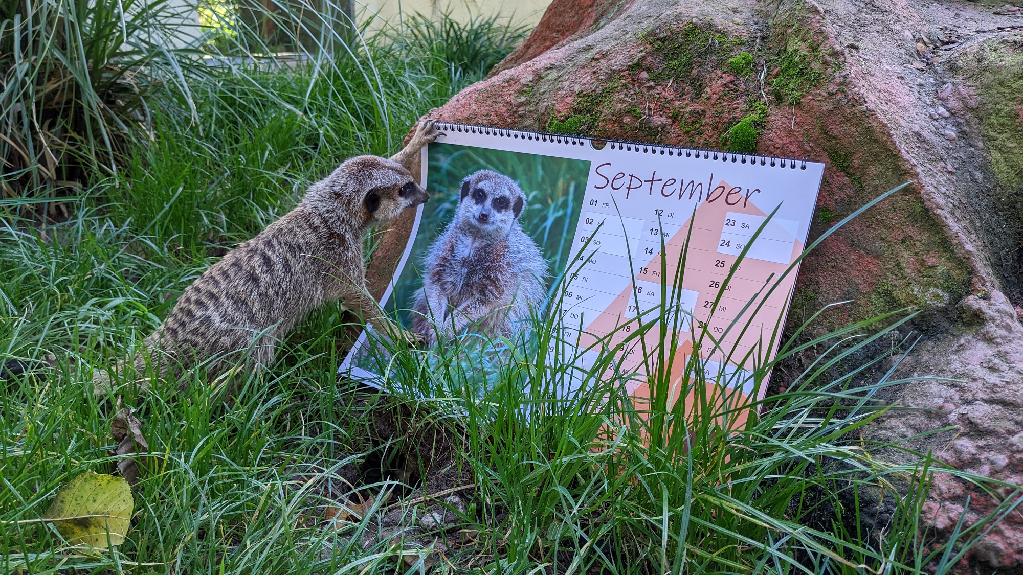 Der neue Kalender aus dem Tiergarten Kleve ist da (4)