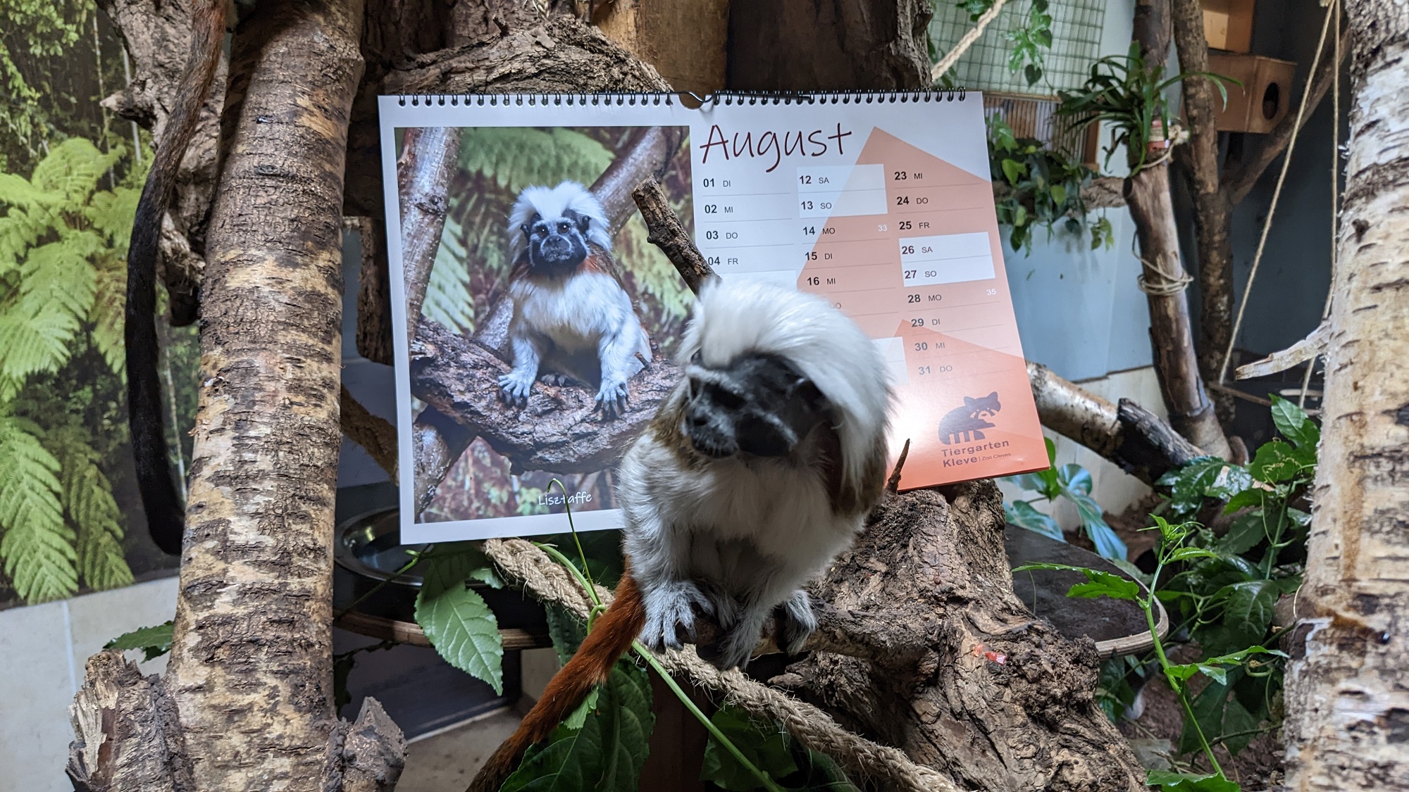 Der neue Kalender aus dem Tiergarten Kleve ist da (5)