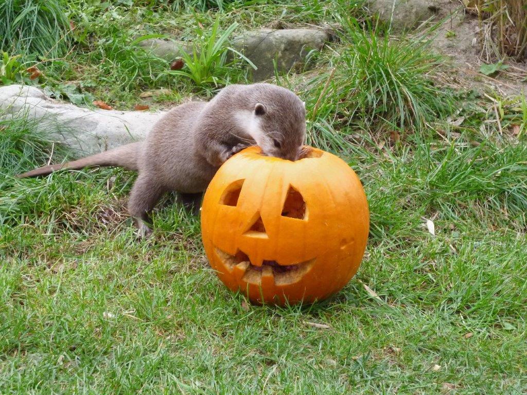 Halloween_Otter_2