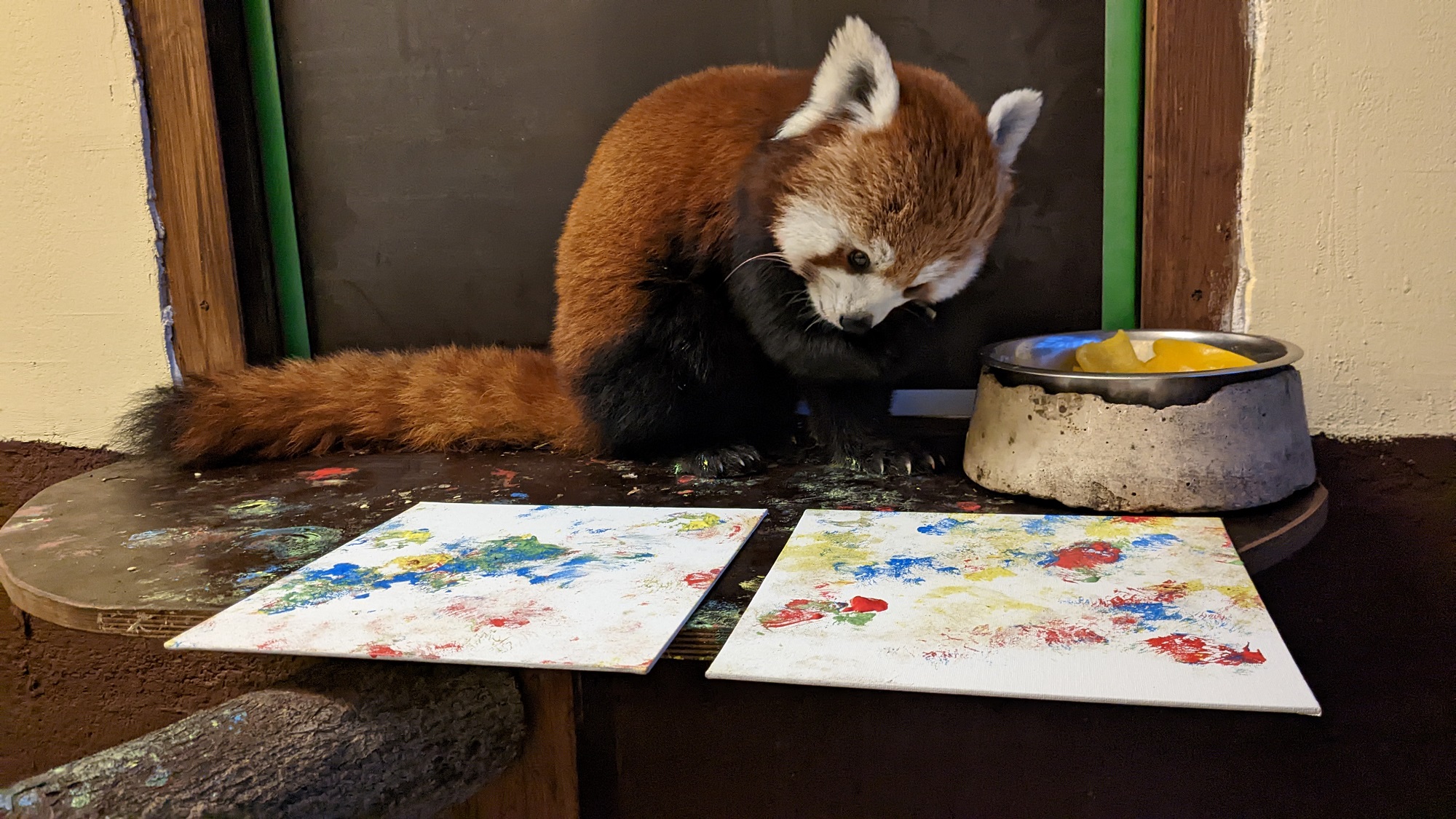 Roter Panda Kamala malt im Tiergarten Kleve (3)