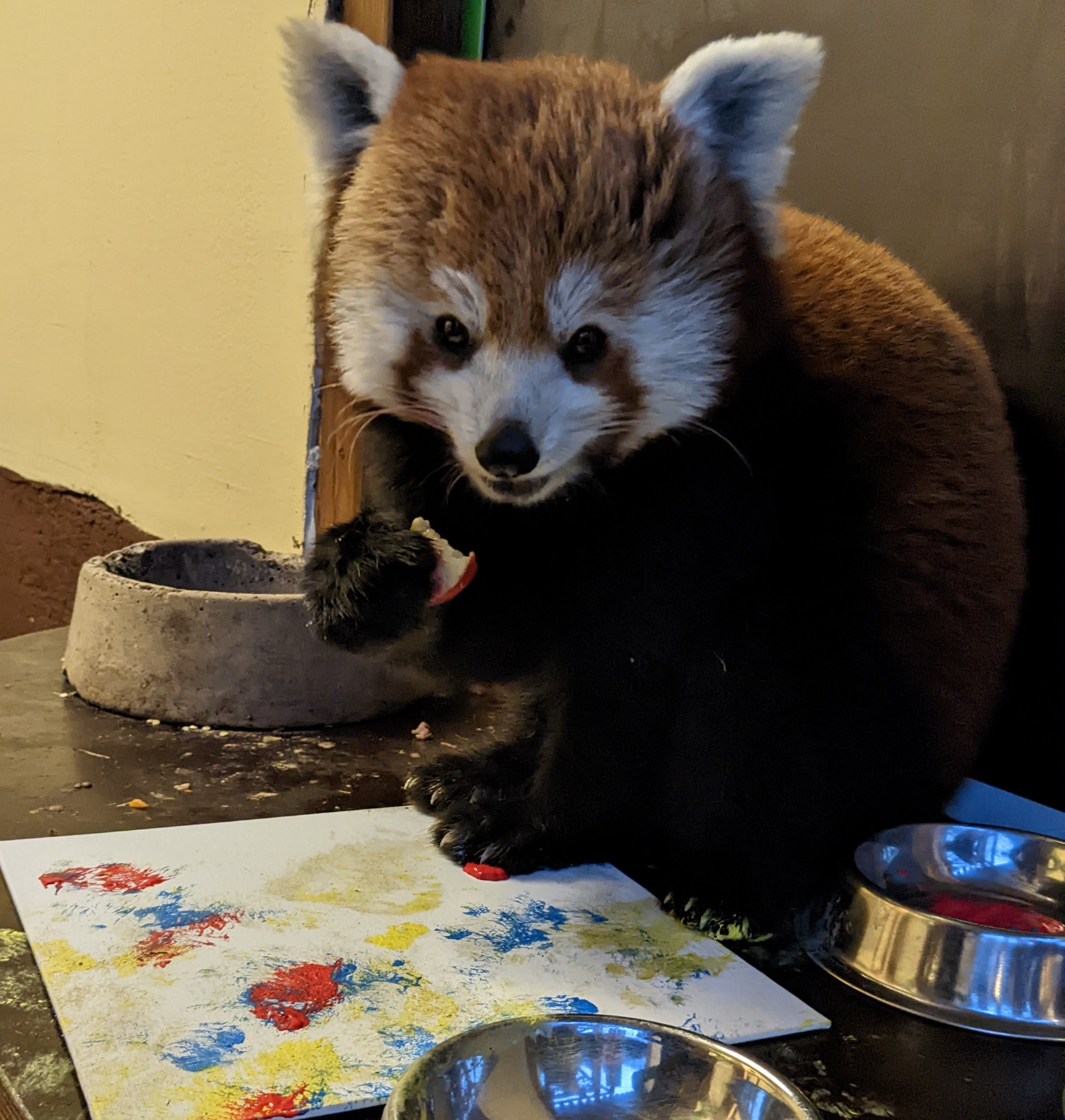 Roter Panda Kamala malt im Tiergarten Kleve (4)
