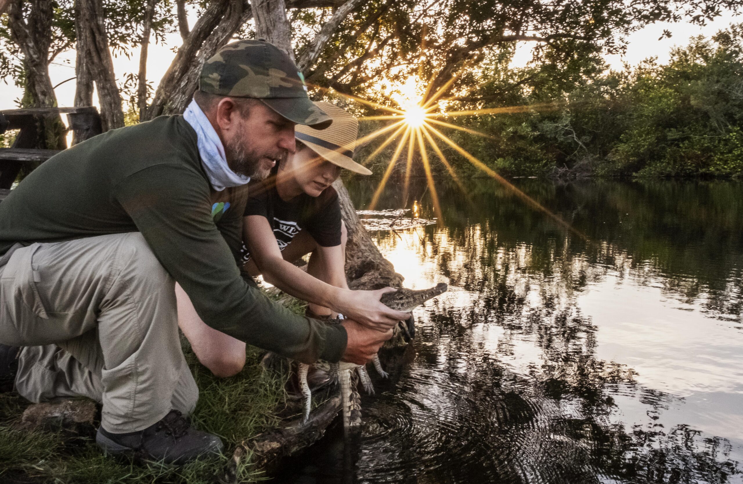 Gustavo Sosa from the captive breeding facility in Zapata Swamp releases a Cuban Crocodile from captivity into the wild with actress Abril Schreiber