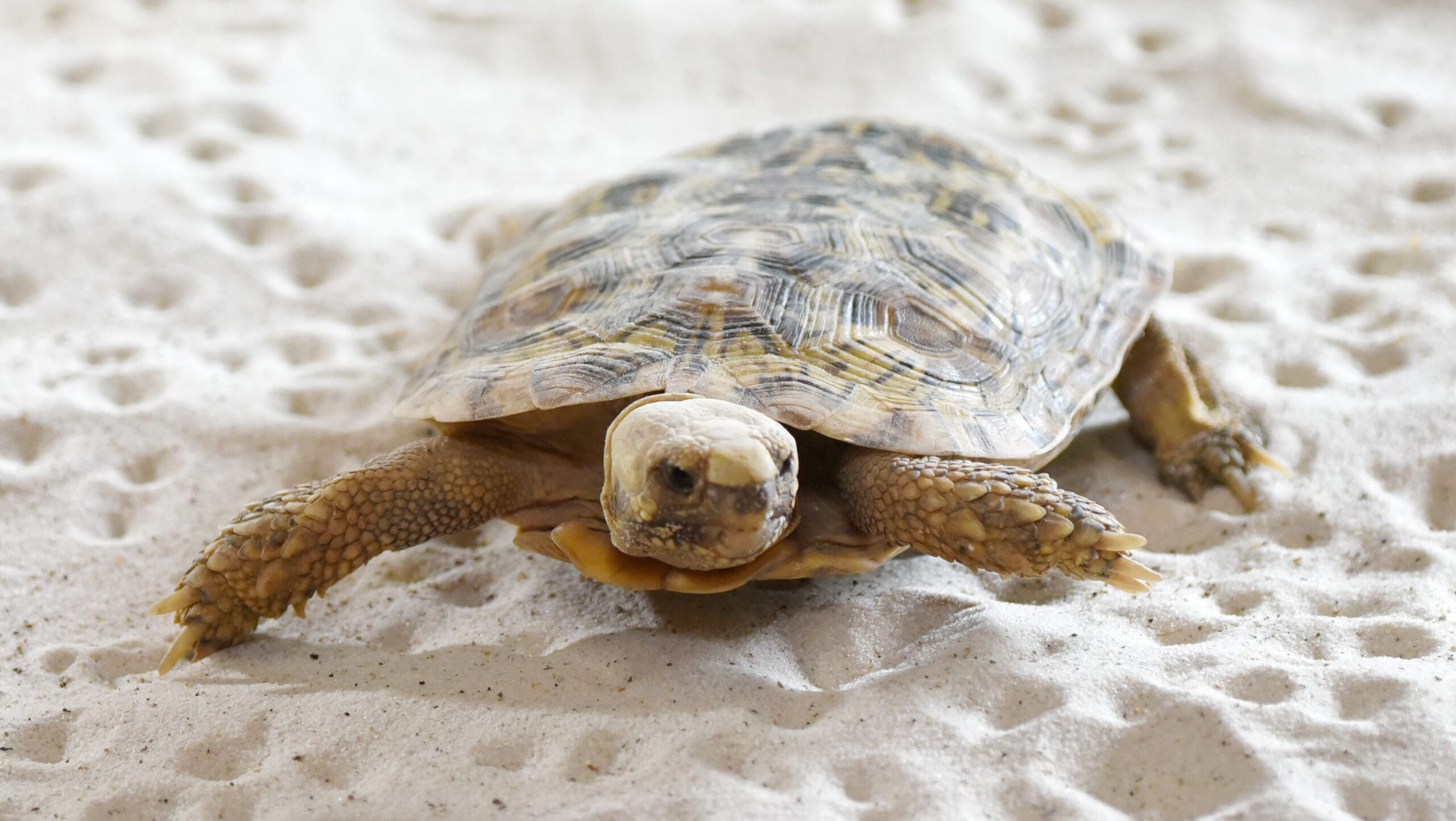 Die Spaltenschildkröte ist im vergangenen Jahr neu in den Tiergarten Kleve gezogen