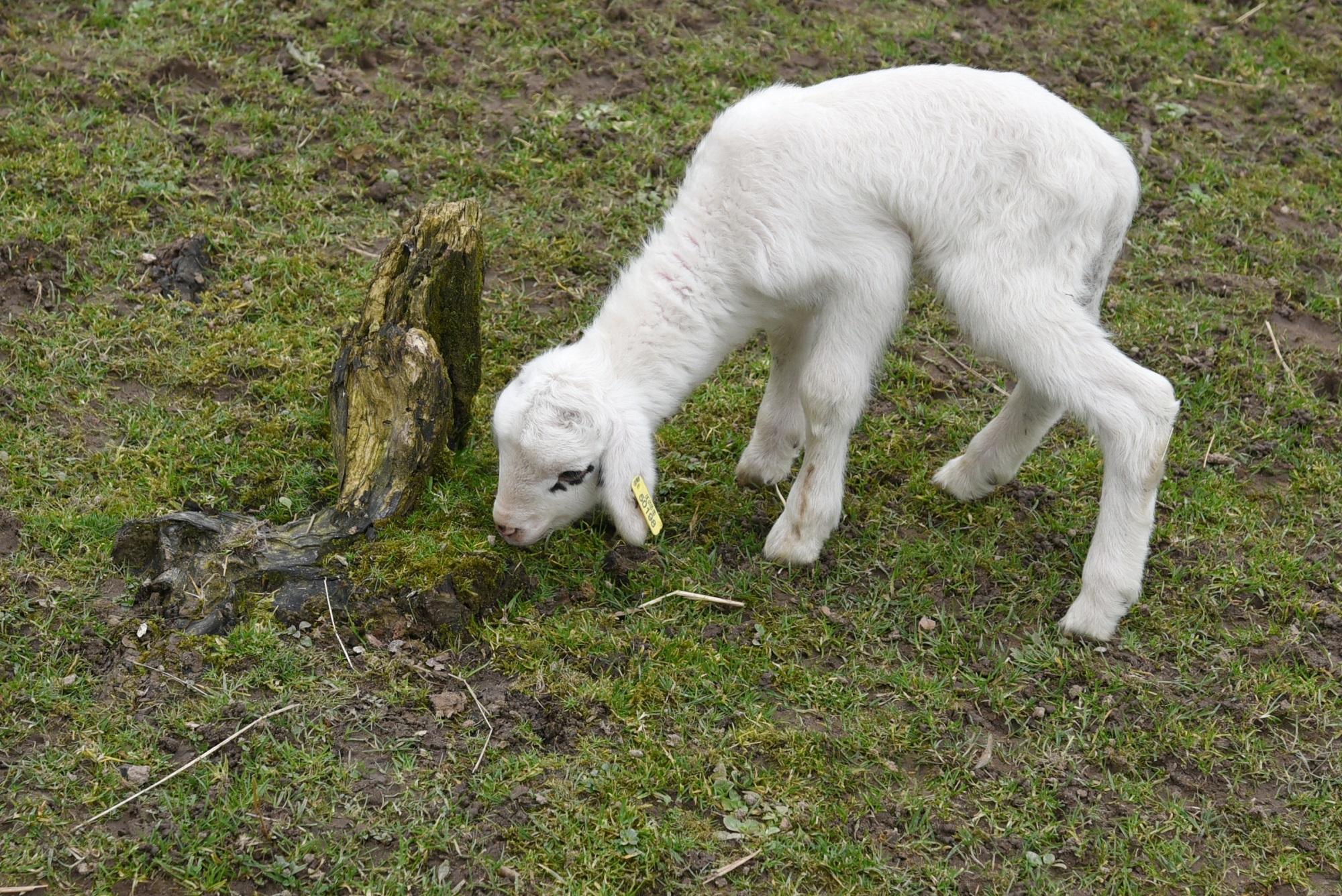 Die gefährdeten Bentheimer Schafe im Tiergarten Kleve haben Nachwuchs (2)