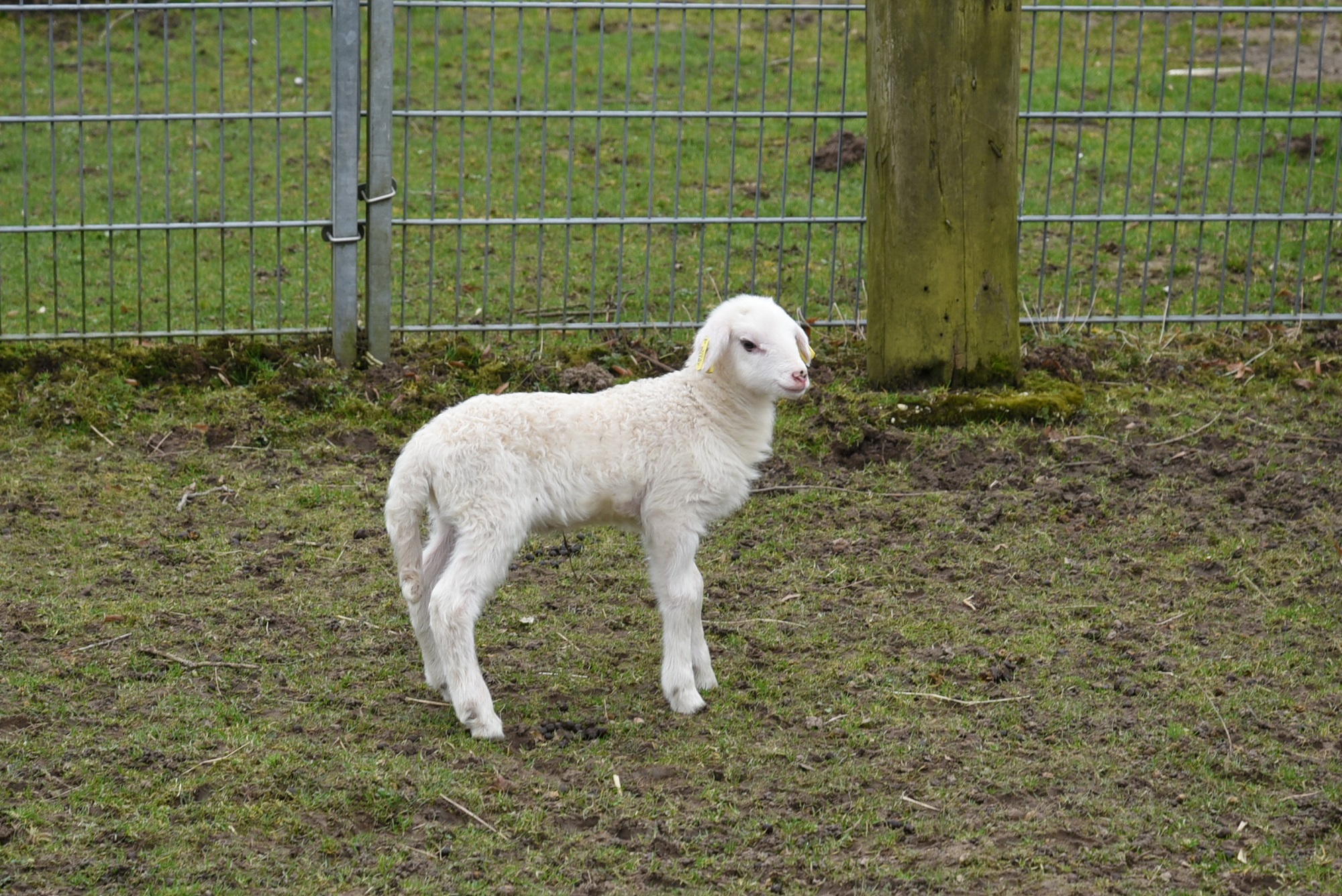 Die gefährdeten Bentheimer Schafe im Tiergarten Kleve haben Nachwuchs (4)
