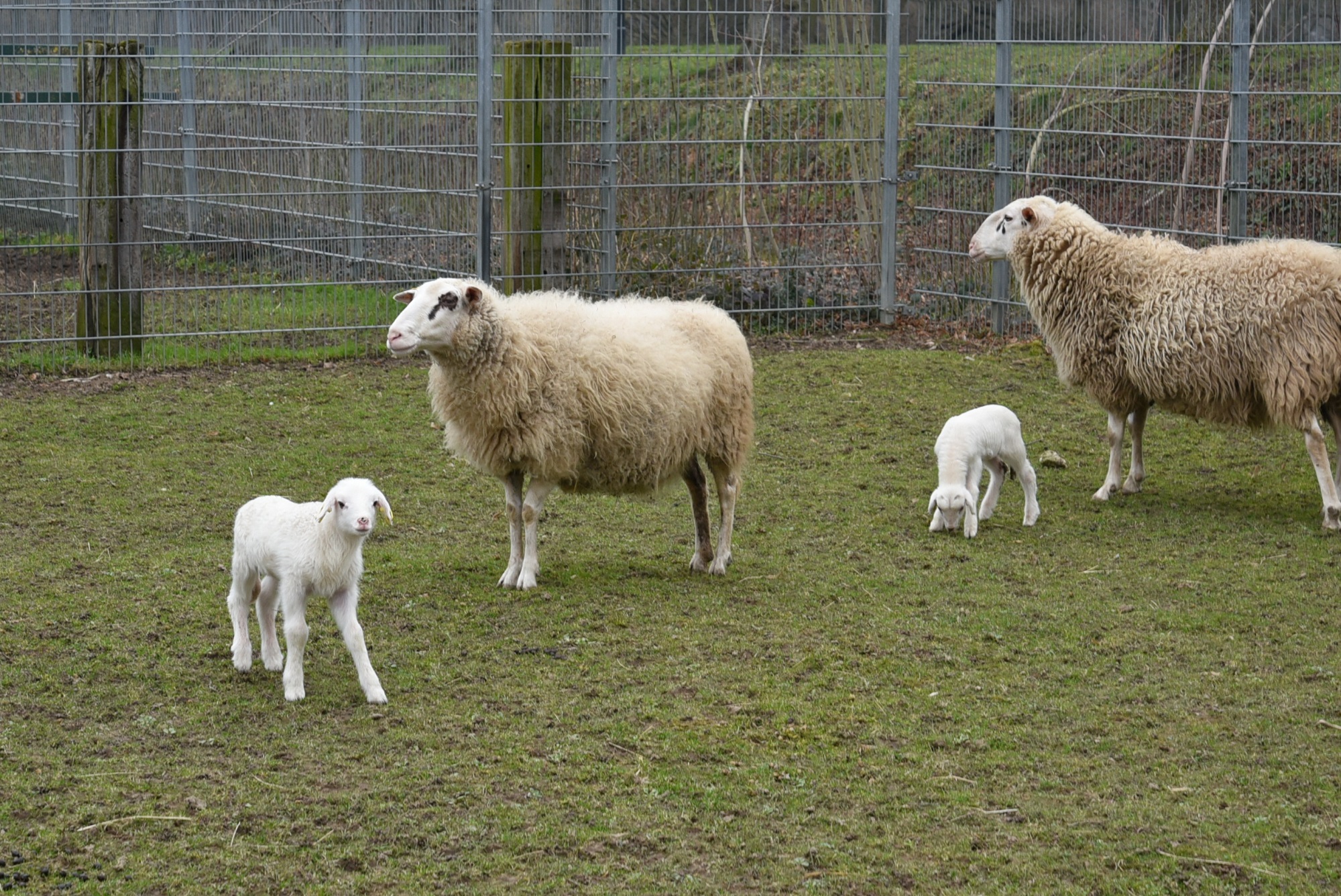 Die gefährdeten Bentheimer Schafe im Tiergarten Kleve haben Nachwuchs (5)