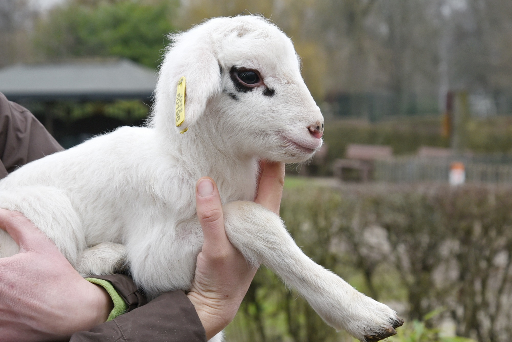 Die gefährdeten Bentheimer Schafe im Tiergarten Kleve haben Nachwuchs (6)