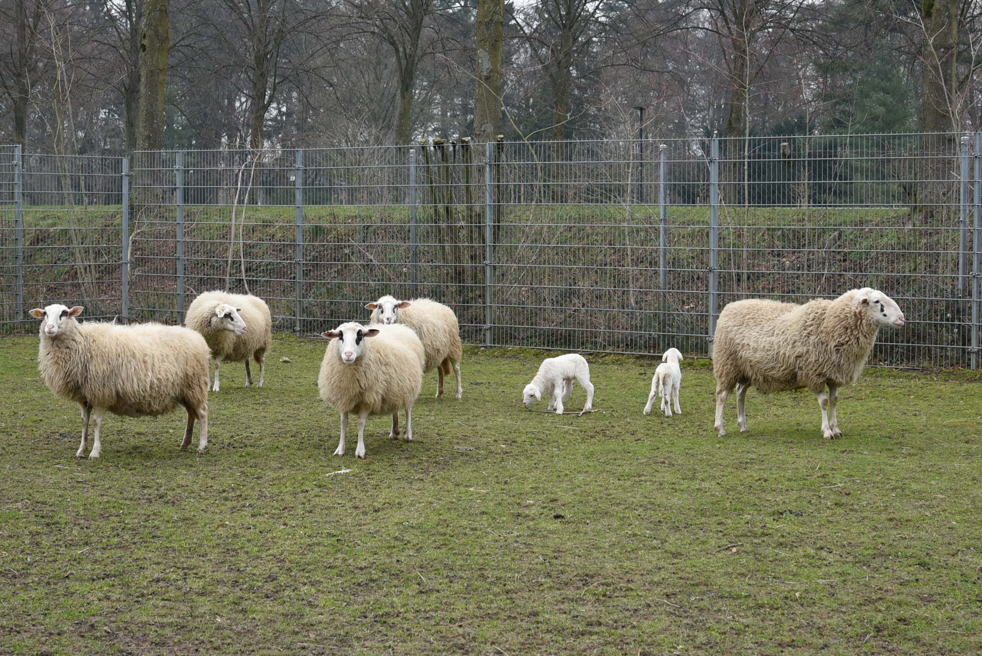 Die gefährdeten Bentheimer Schafe im Tiergarten Kleve haben Nachwuchs (7)