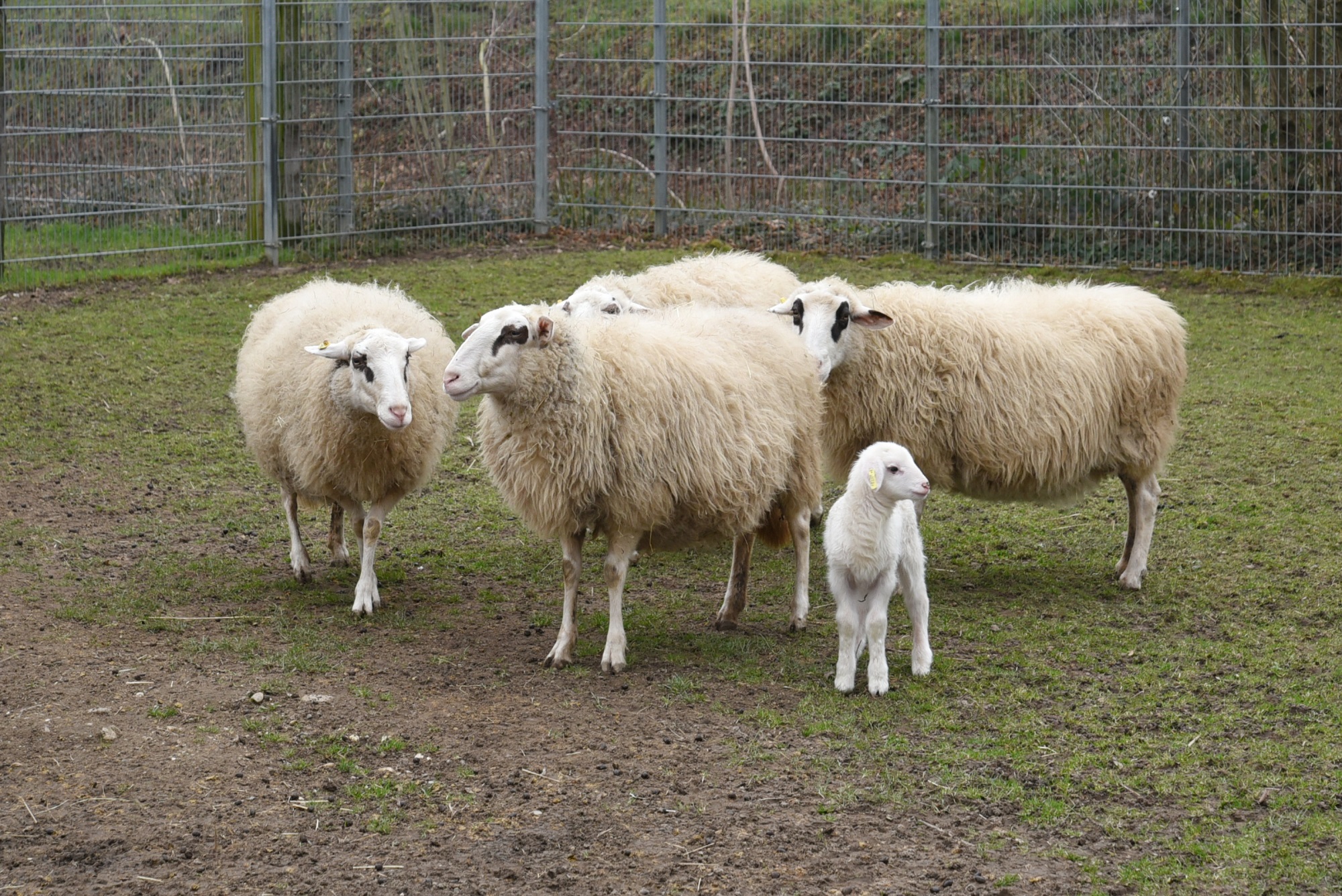Die gefährdeten Bentheimer Schafe im Tiergarten Kleve haben Nachwuchs (8)