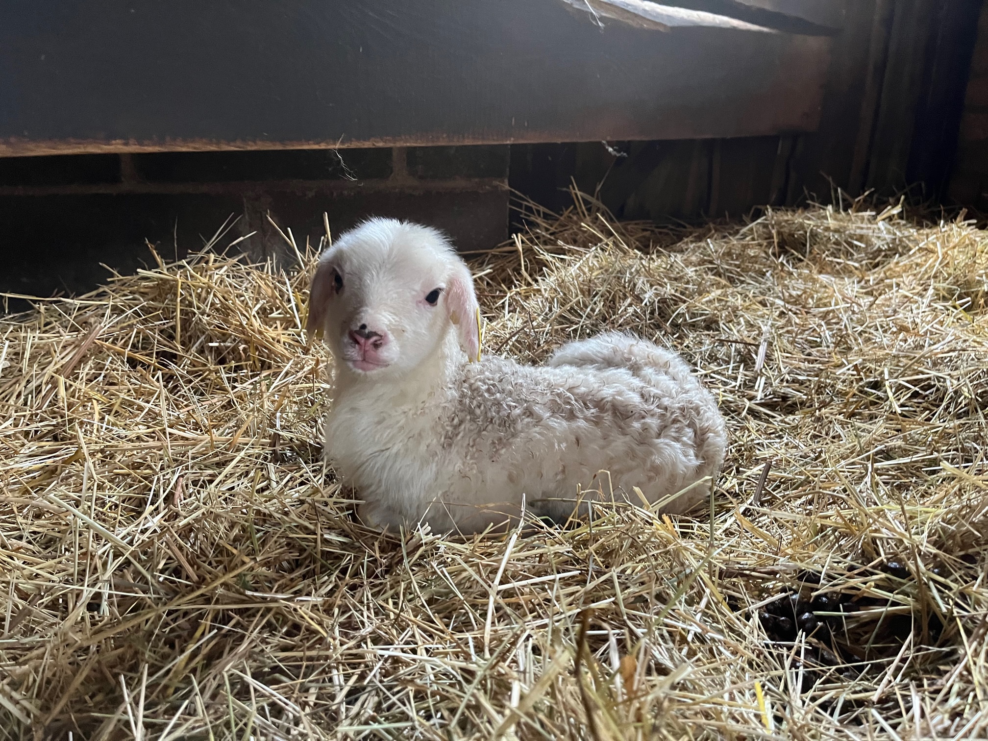 Die gefährdeten Bentheimer Schafe im Tiergarten Kleve haben Nachwuchs (9)