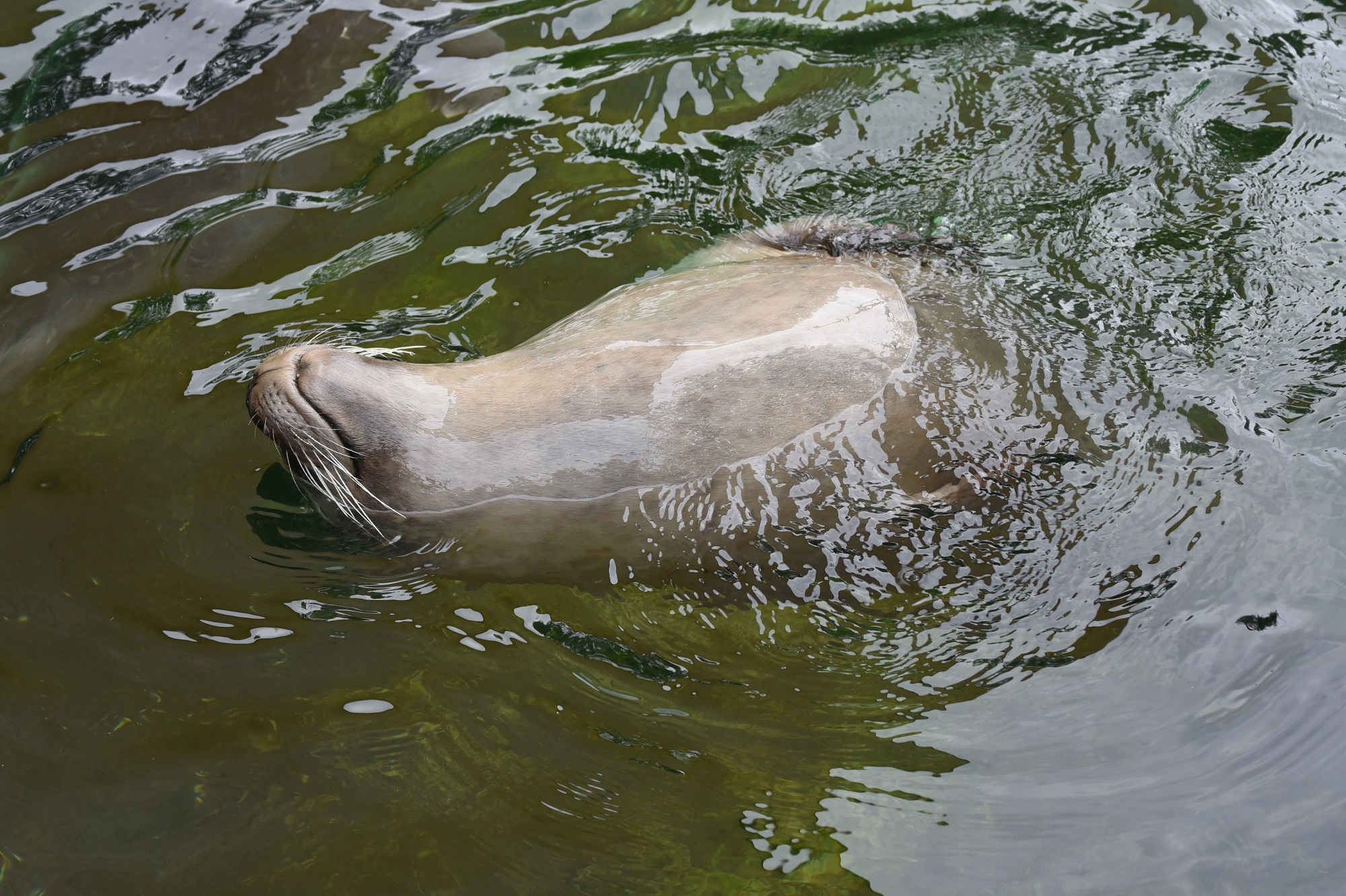 Seehunde paaren sich feuchtfröhlich im Wasser- das Liebesleben der Tiere am 19.2.23 um 14 Uhr im Tiergarten Kleve