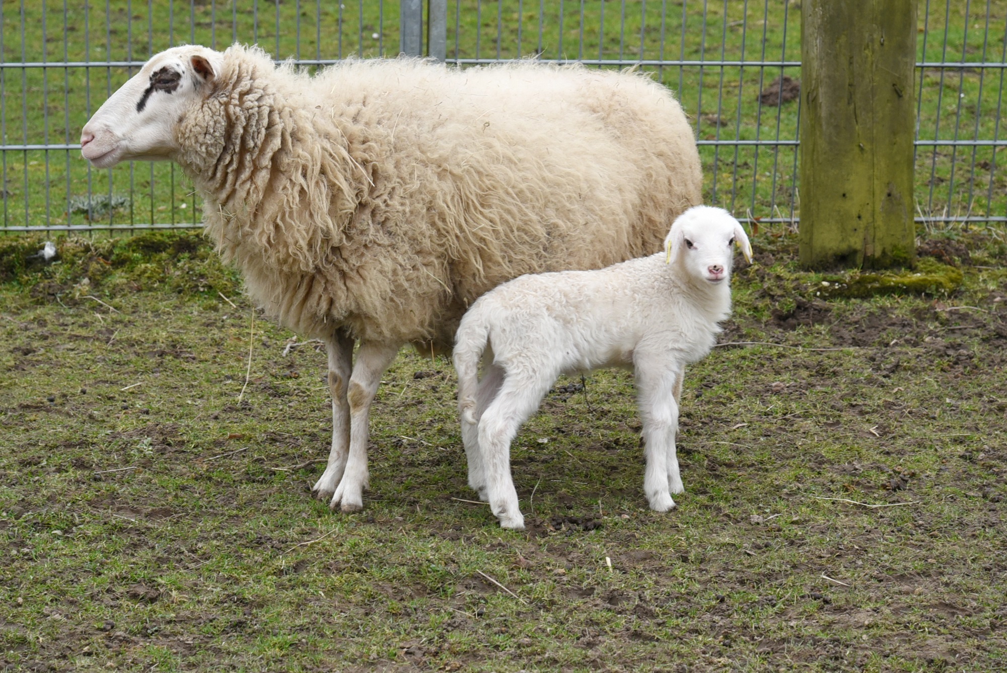 Zahlreiche Jungtiere wie die gefährdeten Bentheimer Schafe erfreuen die Gäste im Tiergarten Kleve