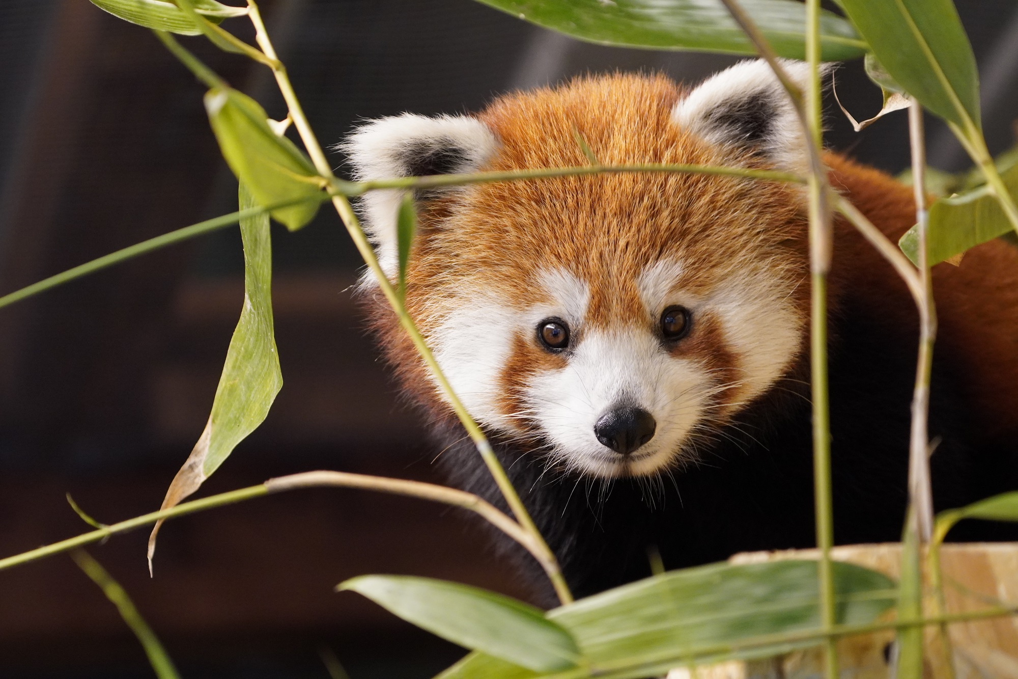 Roter Panda Kamala im Tiergarten Kleve