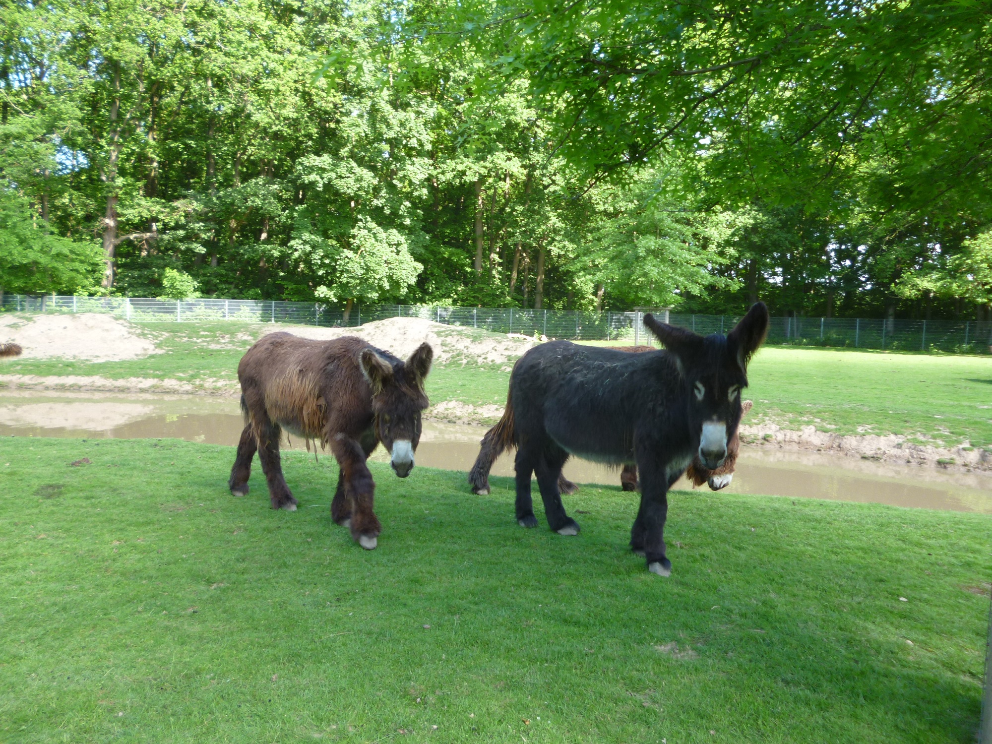 Poitou-Esel im Tiergarten Kleve (1)