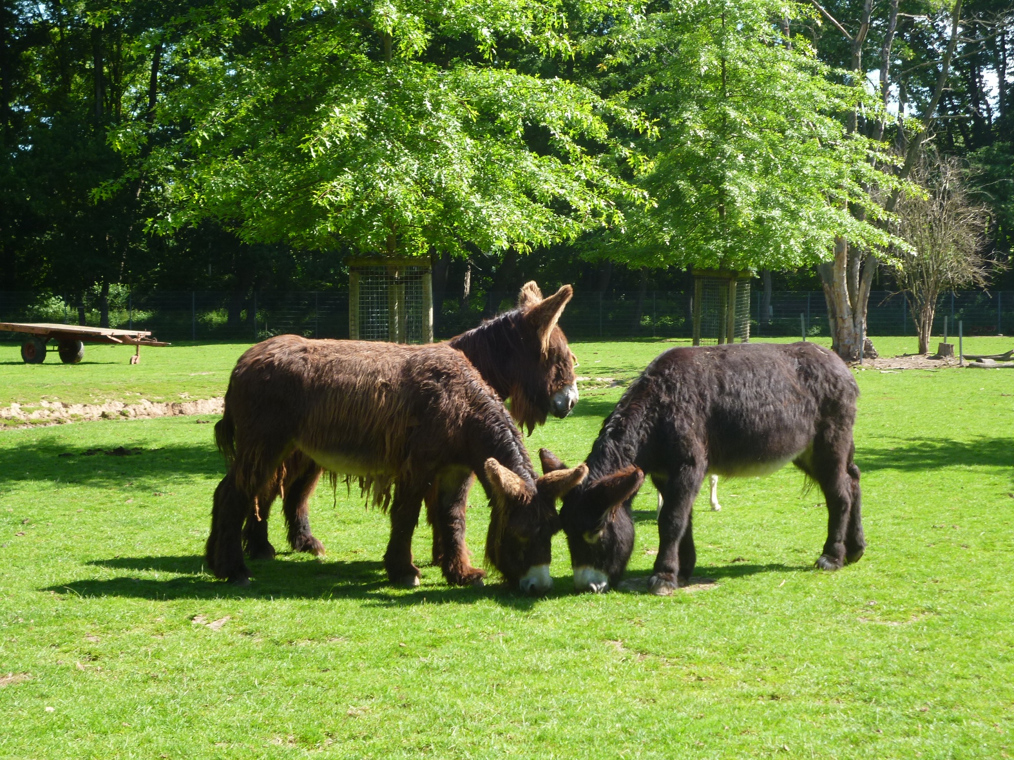 Poitou-Esel im Tiergarten Kleve (2)