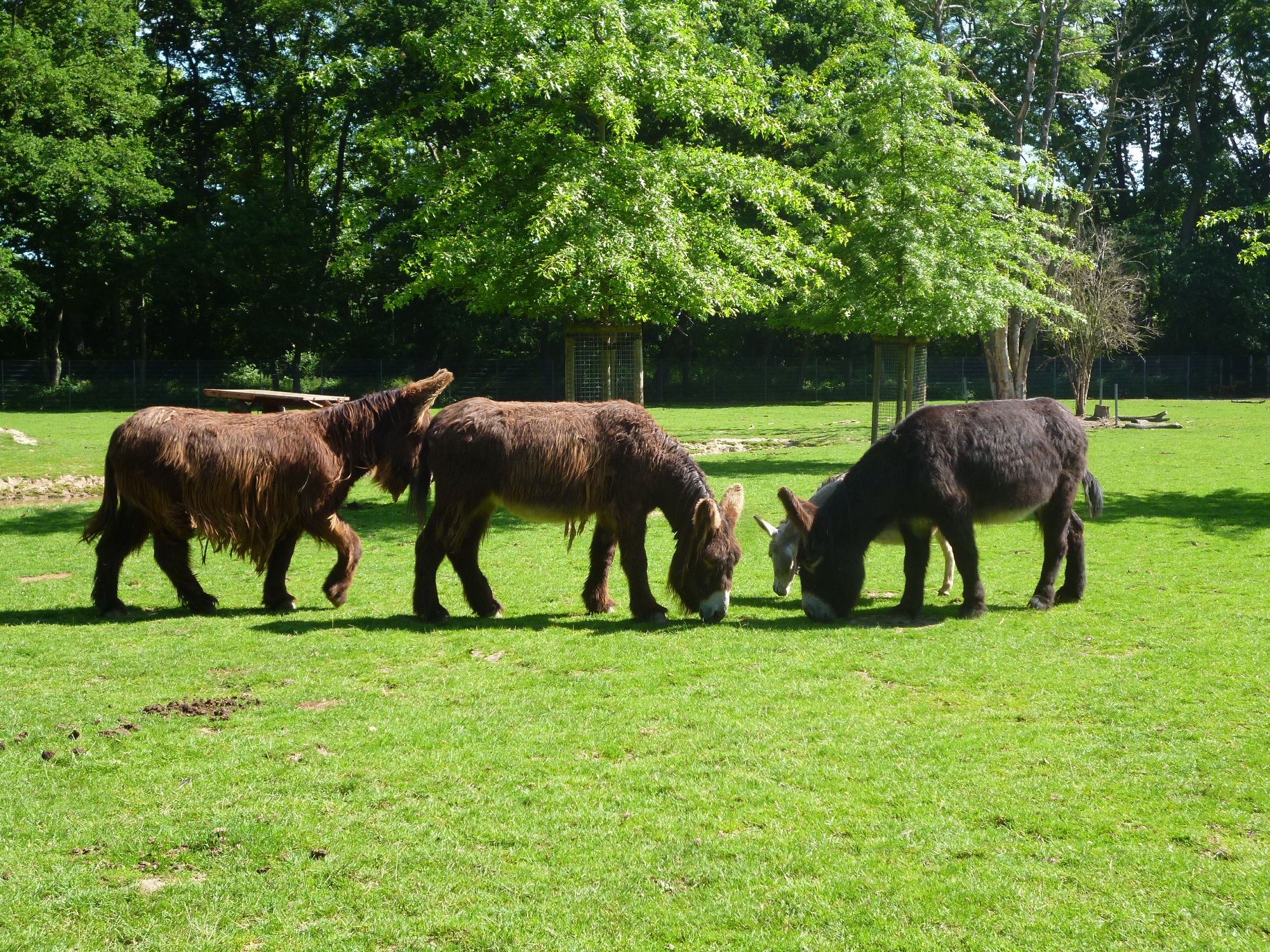 Poitou-Esel im Tiergarten Kleve (3)