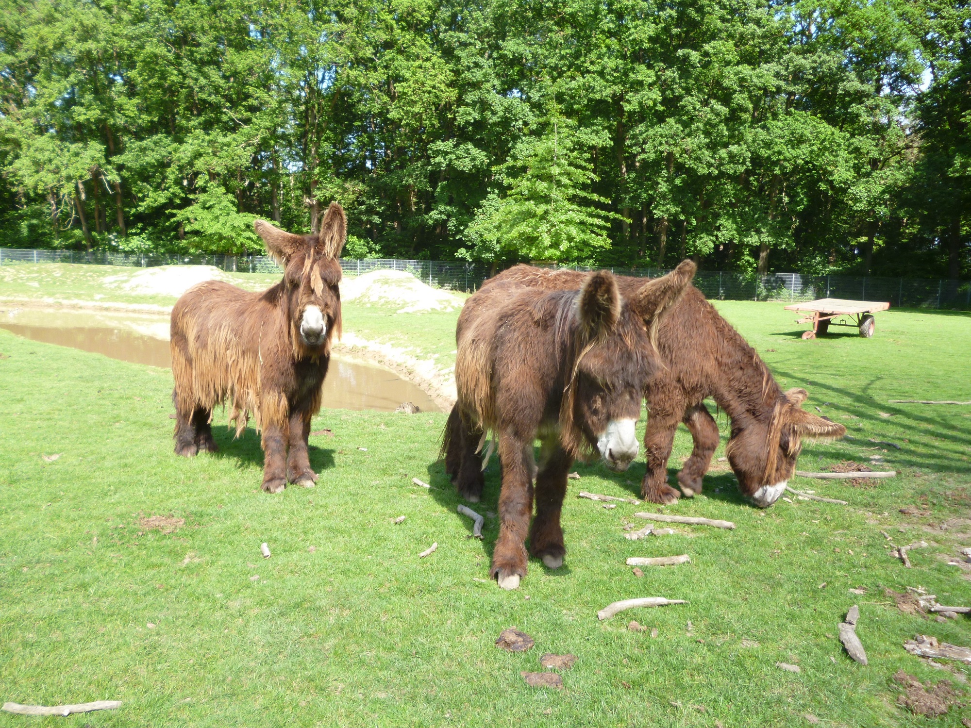 Poitou-Esel im Tiergarten Kleve (5)