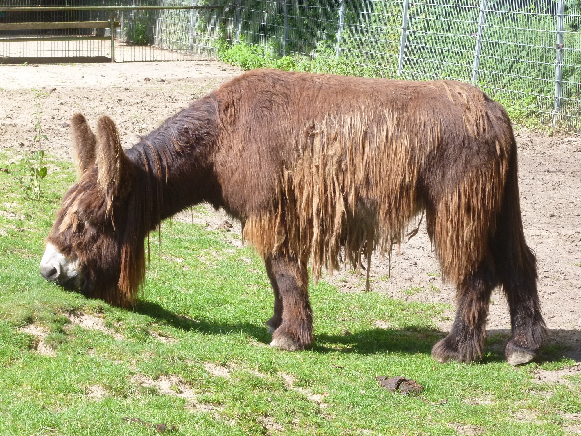 Poitou-Esel im Tiergarten Kleve (6)