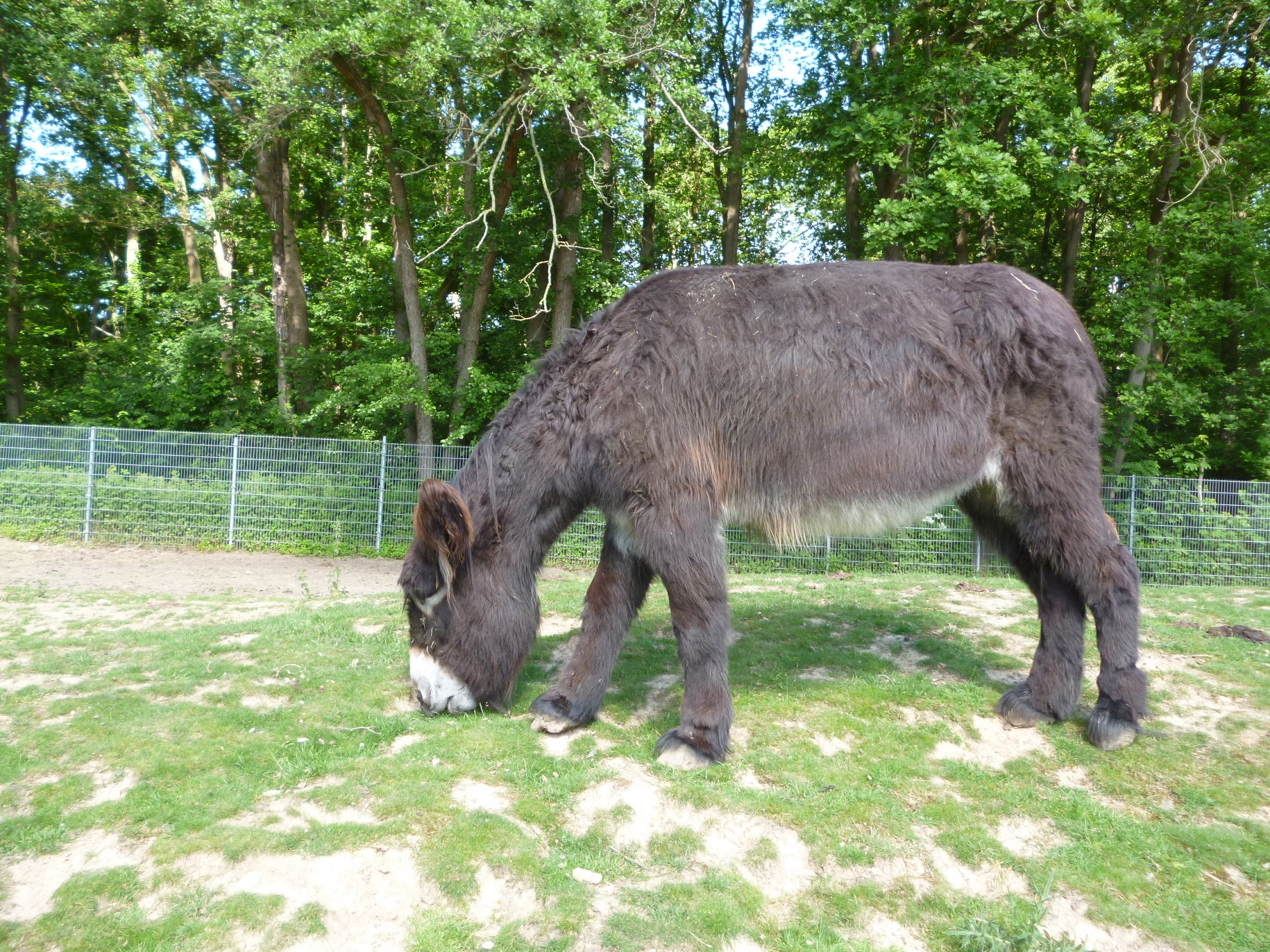 Poitou-Esel im Tiergarten Kleve (7)