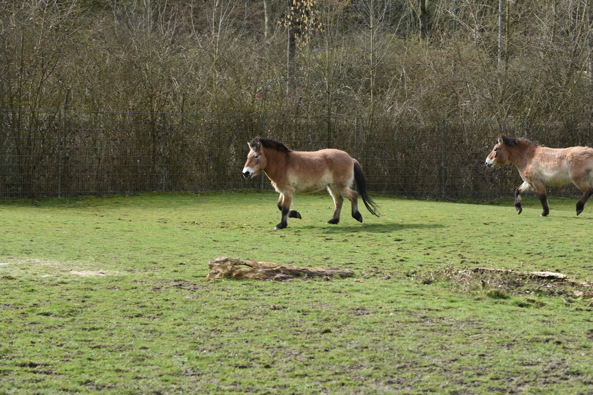 Przewalski-Pferd im Tiergarten Kleve (2)