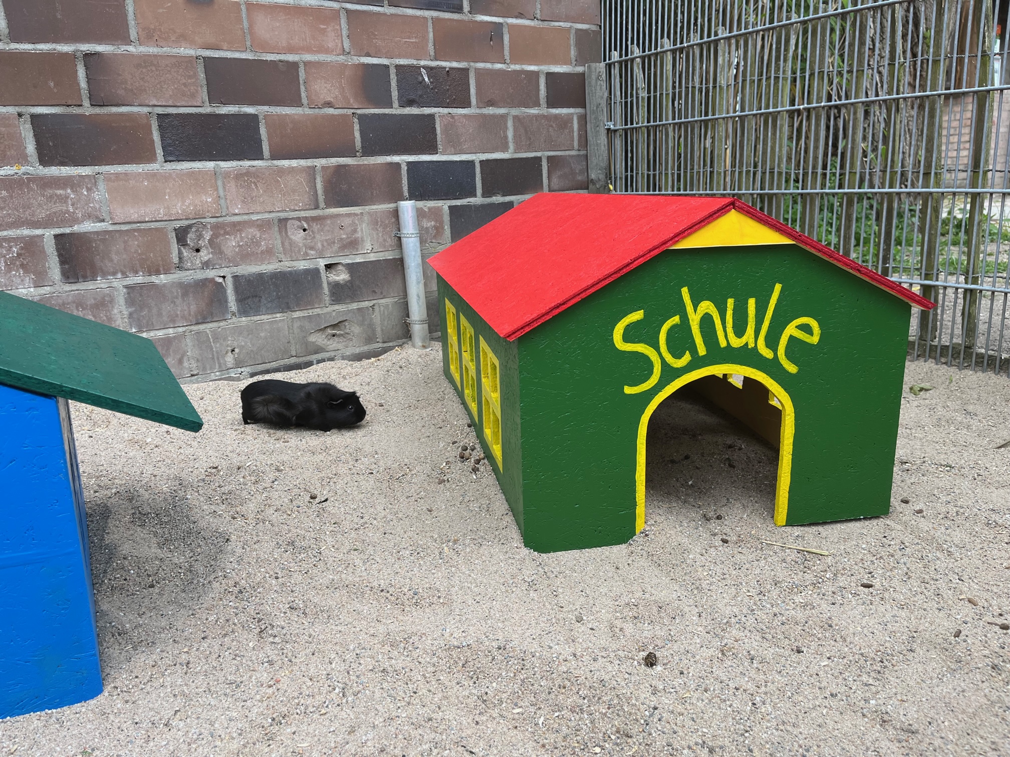 Die Meerschweinchen im Tiergarten Kleve haben neue Häuser (2)