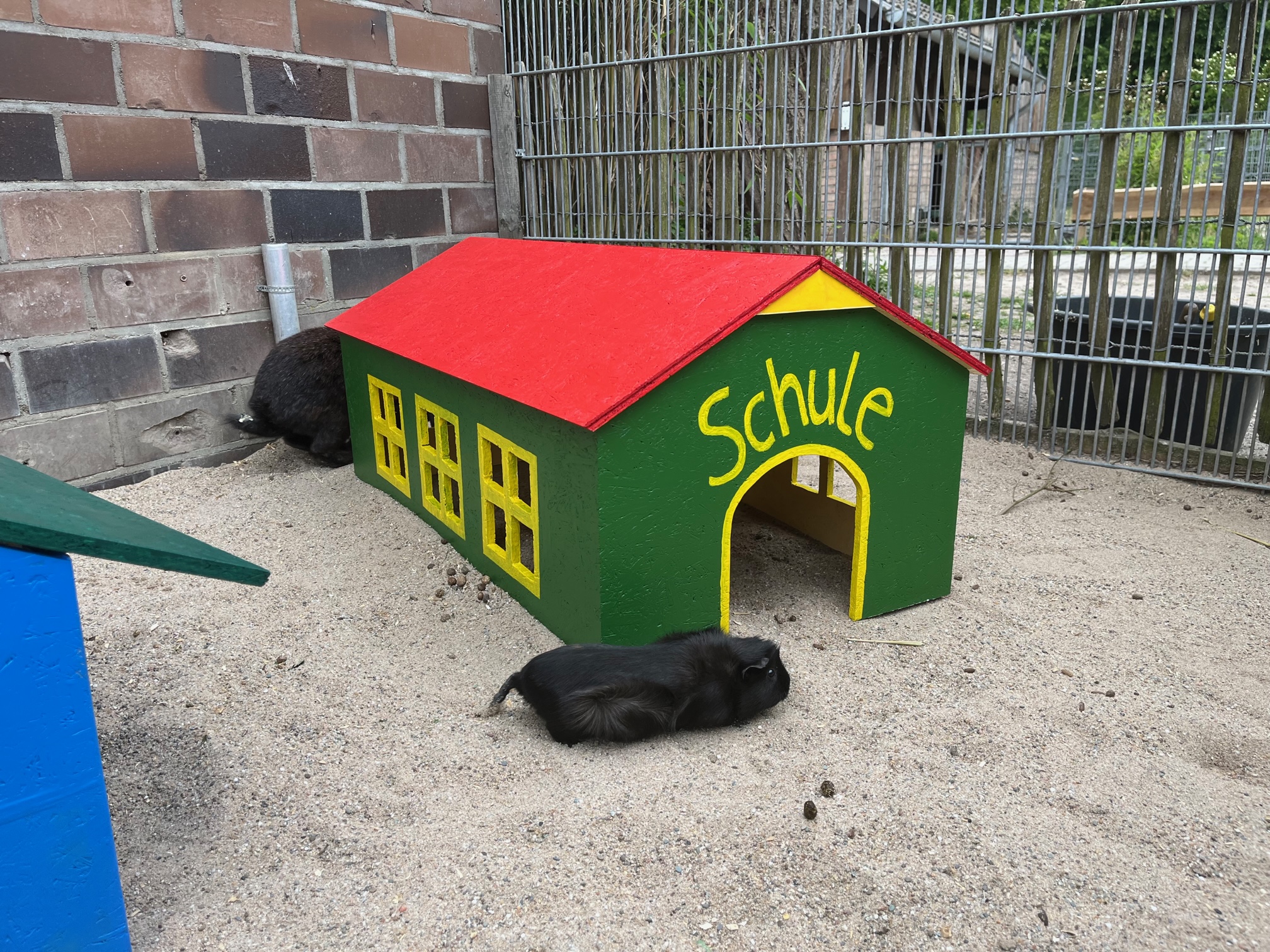 Die Meerschweinchen im Tiergarten Kleve haben neue Häuser (3)